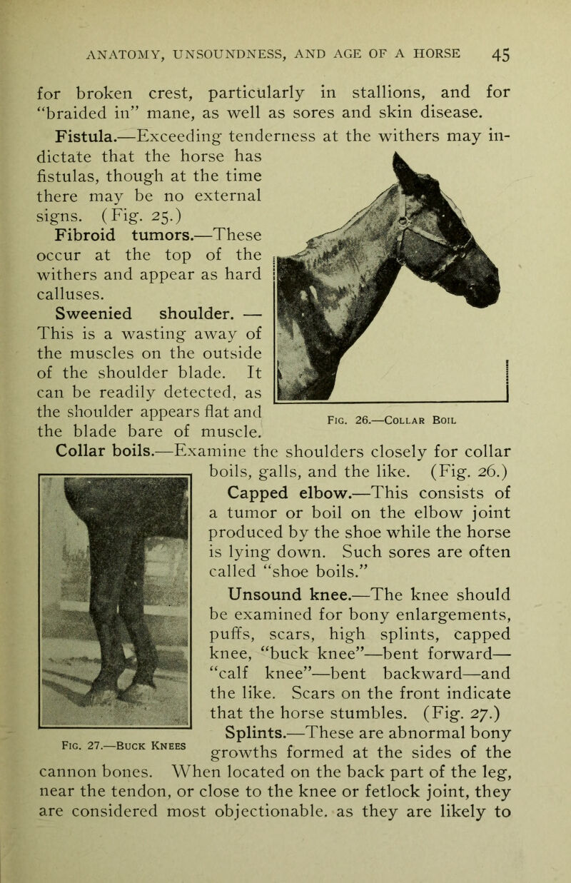 for broken crest, particularly in stallions, and for “braided in” mane, as well as sores and skin disease. Fistula.—Exceeding tenderness at the withers may in- dictate that the horse has fistulas, though at the time there may be no external signs. (Fig. 25.) Fibroid tumors.—These occur at the top of the withers and appear as hard calluses. Sweenied shoulder. — This is a wasting away of the muscles on the outside of the shoulder blade. It can be readily detected, as the shoulder appears flat and the blade bare of muscle. Collar boils.—Examine the shoulders closely for collar boils, galls, and the like. (Fig. 26.) Capped elbow.—This consists of a tumor or boil on the elbow joint produced by the shoe while the horse is lying down. Such sores are often called “shoe boils.” Unsound knee.—The knee should be examined for bony enlargements, puffs, scars, high splints, Capped knee, “buck knee”—bent forward— “calf knee”—bent backward—and the like. Scars on the front indicate that the horse stumbles. (Fig. 27.) Splints.—These are abnormal bony growths formed at the sides of the cannon bones. When located on the back part of the leg, near the tendon, or close to the knee or fetlock joint, they are considered most objectionable, as they are likely to Fig. 26.—Collar Boil