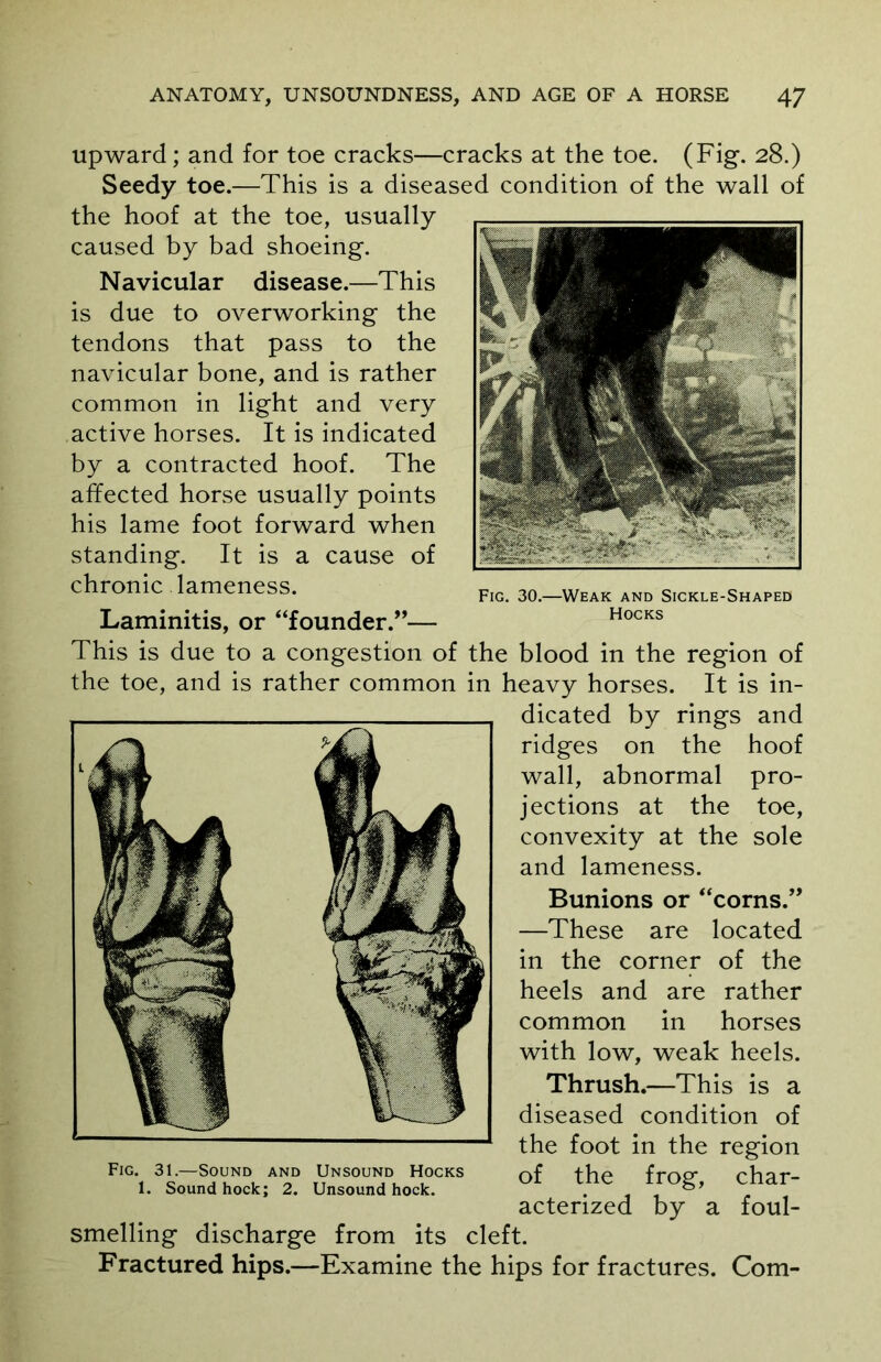 upward; and for toe cracks—cracks at the toe. (Fig. 28.) Seedy toe.—This is a diseased condition of the wall of the hoof at the toe, usually caused by bad shoeing. Navicular disease.—This is due to overworking the tendons that pass to the navicular bone, and is rather common in light and very active horses. It is indicated by a contracted hoof. The affected horse usually points his lame foot forward when standing. It is a cause of chronic lameness. Laminitis, or “founder.”— This is due to a congestion of the blood in the region of the toe, and is rather common in heavy horses. It is in- dicated by rings and ridges on the hoof wall, abnormal pro- jections at the toe, convexity at the sole and lameness. Bunions or “corns.” —These are located in the corner of the heels and are rather common in horses with low, weak heels. Thrush.—This is a diseased condition of the foot in the region of the frog, char- acterized by a foul- smelling discharge from its cleft. Fractured hips.—Examine the hips for fractures. Com- Fig. 31.—Sound and Unsound Hocks 1. Sound hock: 2. Unsound hock. Fig. 30.—Weak and Sickle-Shaped Hocks