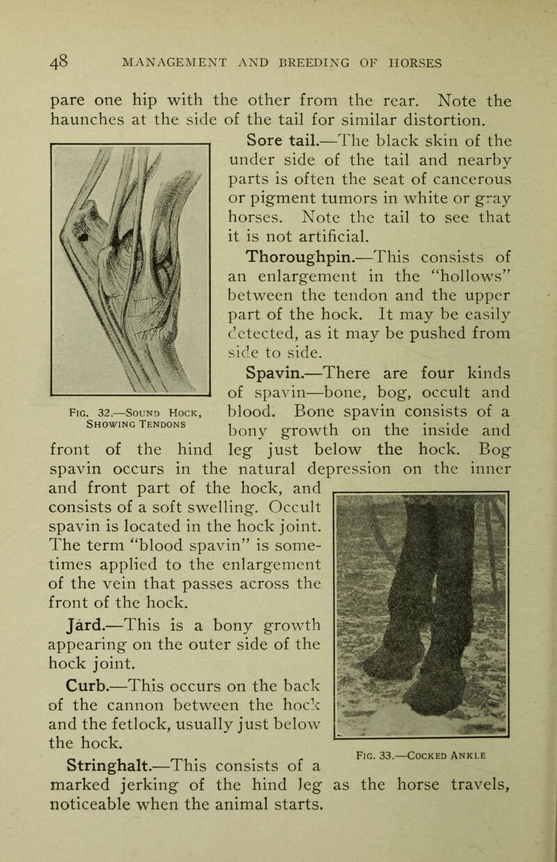 pare one hip with the other from the rear. Note the haunches at the side of the tail for similar distortion. Sore tail.—The black skin of the under side of the tail and nearby parts is often the seat of cancerous or pigment tumors in white or gray horses. Note the tail to see that it is not artificial. Thoroughpin.—This consists of an enlargement in the “hollows” between the tendon and the upper part of the hock. It may be easily detected, as it may be pushed from side to side. Spavin.—There are four kinds of spavin—bone, bog, occult and blood. Bone spavin consists of a bony growth on the inside and front of the hind leg just below the hock. Bog spavin occurs in the natural depression on the inner and front part of the hock, and consists of a soft swelling. Occult spavin is located in the hock joint. The term “blood spavin” is some- times applied to the enlargement of the vein that passes across the front of the hock. Jard .—This is a bony growth appearing on the outer side of the hock joint. Curb.—This occurs on the back of the cannon between the hock and the fetlock, usually just below the hock. Stringhalt.—This consists of a marked jerking of the hind Jeg as the horse travels, noticeable when the animal starts. Fig. 33.—Cocked Ankle Fig. 32.—Sound Hock, Showing Tendons
