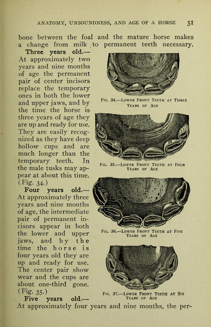 Fig. 34.—Lower Front Teeth at Three Years of Age Fig. 35.—Lower Front Teeth at Four Years of Age bone between the foal and the mature horse makes a change from milk to permanent teeth necessary. Three years old.— At approximately two years and nine months of age the permanent pair of center incisors replace the temporary ones in both the lower and upper jaws, and by the time the horse is three years of age they are up and ready for use. They are easily recog- nized as they have deep hollow cups and are much longer than the temporary teeth. In the male tusks may ap- pear at about this time. (Fig. 34.) Four years old.— At approximately three years and nine months of age, the intermediate pair of permanent in- cisors appear in both the lower and upper jaws, and by the time the horse is four years old they are up and ready for use. The center pair show wear and the cups are about one-third gone. (Fig:- 35-) Five years old.— At approximately four years and nine months, the per- Fig. 36.—Lower Front Teeth at Five Years of Age Fig. 37.—Lower Front Teeth at Six Years of Age