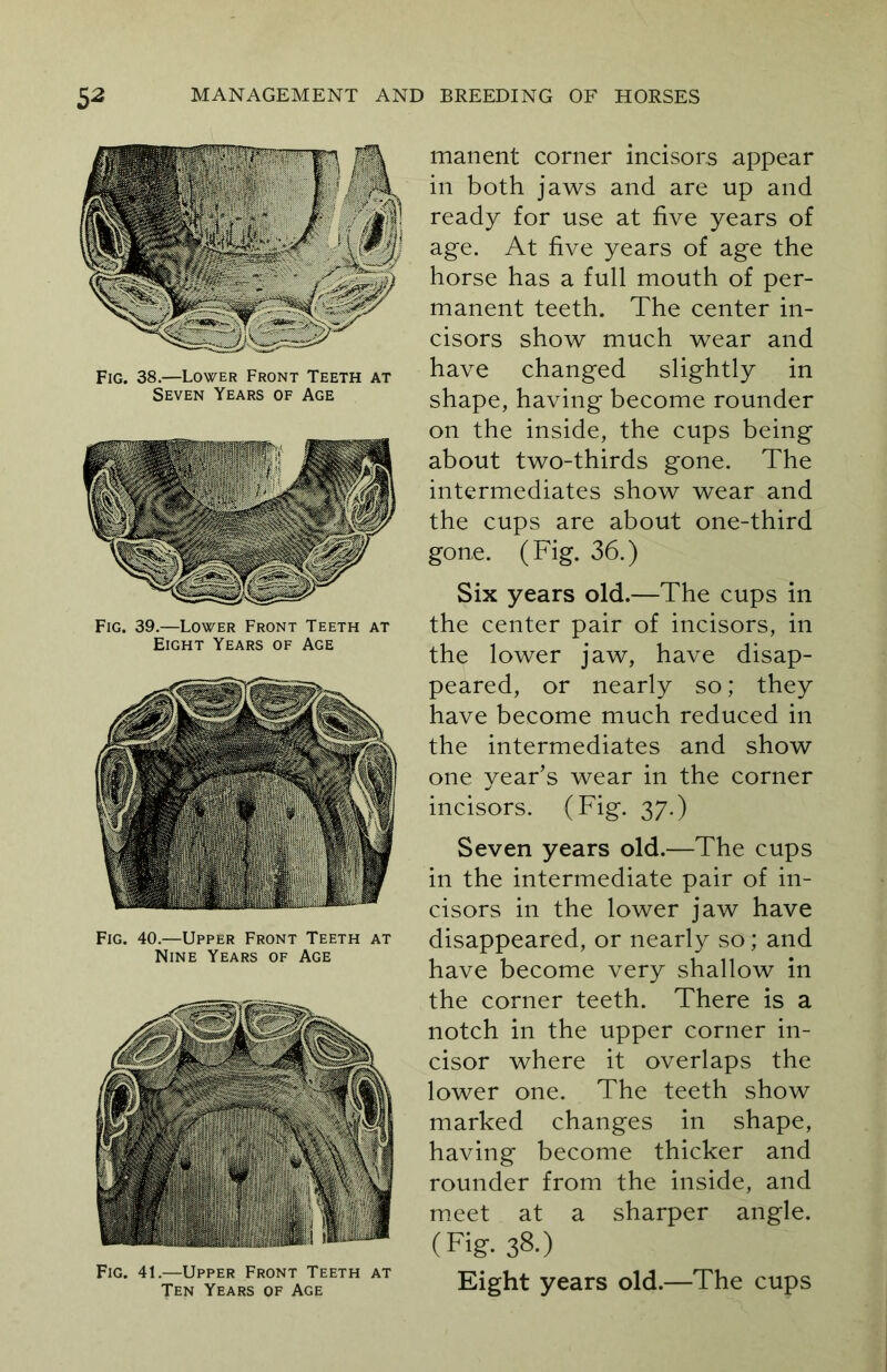 Fig. 38.—Lower Front Teeth at Seven Years of Age Fig. 39.—Lower Front Teeth at Eight Years of Age Fig. 40.—Upper Front Teeth at Nine Years of Age Fig. 41.—Upper Front Teeth at Ten Years of Age manent corner incisors appear in both jaws and are up and ready for use at five years of age. At five years of age the horse has a full mouth of per- manent teeth. The center in- cisors show much wear and have changed slightly in shape, having become rounder on the inside, the cups being about two-thirds gone. The intermediates show wear and the cups are about one-third gone. (Fig. 36.) Six years old.—The cups in the center pair of incisors, in the lower jaw, have disap- peared, or nearly so; they have become much reduced in the intermediates and show one year’s wear in the corner incisors. (Fig. 37.) Seven years old.—The cups in the intermediate pair of in- cisors in the lower jaw have disappeared, or nearly so; and have become very shallow in the corner teeth. There is a notch in the upper corner in- cisor where it overlaps the lower one. The teeth show marked changes in shape, having become thicker and rounder from the inside, and meet at a sharper angle. (Fig. 38.) Eight years old.—The cups