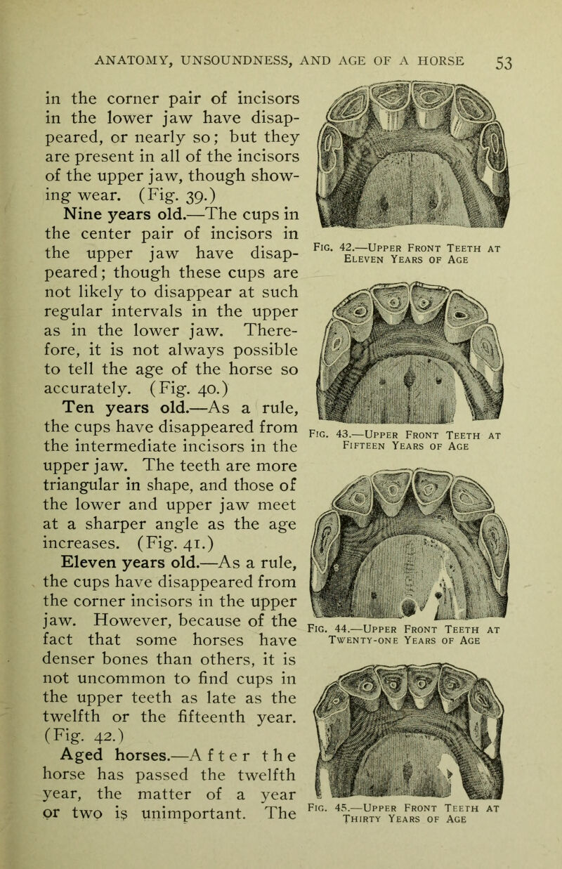 in the corner pair of incisors in the lower jaw have disap- peared, or nearly so; but they are present in all of the incisors of the upper jaw, though show- ing wear. (Fig. 39.) Nine years old.—The cups in the center pair of incisors in the upper jaw have disap- peared; though these cups are not likely to disappear at such regular intervals in the upper as in the lower jaw. There- fore, it is not always possible to tell the age of the horse so accurately. (Fig. 40.) Ten years old.—As a rule, the cups have disappeared from the intermediate incisors in the upper jaw. The teeth are more triangular in shape, and those of the lower and upper jaw meet at a sharper angle as the age increases. (Fig. 41.) Eleven years old.—As a rule, the cups have disappeared from the corner incisors in the upper jaw. However, because of the fact that some horses have denser bones than others, it is not uncommon to find cups in the upper teeth as late as the twelfth or the fifteenth year. (Fig. 42.) Aged horses.—A f t e r the horse has passed the twelfth year, the matter of a year or two is unimportant. The Fig. 42.—Upper Front Teeth at Eleven Years of Age Fig. 43.—Upper Front Teeth at Fifteen Years of Age Fig. 44.—Upper Front Teeth at Twenty-one Years of Age Fig. 45.—Upper Front Teeth at Thirty Years of Age