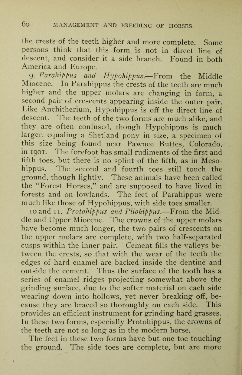 the crests of the teeth higher and more complete. Some persons think that this form is not in direct line of descent, and consider it a side branch. Found in both America and Europe. 9. Parahippus and Hypohippus.—From the Middle Miocene. In Parahippus the crests of the teeth are much higher and the upper molars are changing in form, a second pair of crescents appearing inside the outer pair. Like Anchitherium, Hypohippus is off the direct line of descent. The teeth of the two forms are much alike, and they are often confused, though Hypohippus is much larger, equaling a Shetland pony in size, a specimen of this size being found near Pawnee Buttes, Colorado, in 1901. The forefoot has small rudiments of the first and fifth toes, but there is no splint of the fifth, as in Meso- hippus. The second and fourth toes still touch the ground, though lightly. These animals have been called the “Forest Horses,” and are supposed to have lived in forests and on lowlands. The feet of Parahippus were much like those of Hypohippus, with side toes smaller. 10 and 11. Protohippus and Pliohippus.—From the Mid- dle and U'pper Miocene. The crowns of the upper molars have become much longer, the two pairs of crescents on the upper molars are complete, with two half-separated cusps within the inner pair. ’ Cement fills the valleys be- tween the crests, so that with the wear of the teeth the edges of hard enamel are backed inside the dentine and outside the cement. Thus the surface of the tooth has a series of enamel ridges projecting somewhat above the grinding surface, due to the softer material on each side wearing down into hollows, yet never breaking off, be- cause they are braced so thoroughly on each side. This provides an efficient instrument for grinding hard grasses. In these two forms, especially Protohippus, the crowns of the teeth are not so long as in the modern horse. The feet in these two forms have but one toe touching the ground. The side toes are complete, but are more