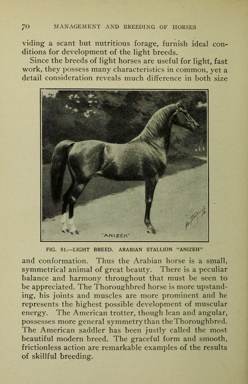 viding a scant but nutritious forage, furnish ideal con- ditions for development of the light breeds. Since the breeds of light horses are useful for light, fast work, they possess many characteristics in common, yet a detail consideration reveals much difference in both size FIG. 51.—LIGHT BREED. ARABIAN STALLION “ANIZEH” and conformation. Thus the Arabian horse is a small, symmetrical animal of great beauty. There is a peculiar balance and harmony throughout that must be seen to be appreciated. The Thoroughbred horse is more upstand- ing, his joints and muscles are more prominent and he represents the highest possible development of muscular energy. The American trotter, though lean and angular, possesses more general symmetrythan the Thoroughbred. The American saddler has been justly called the most beautiful modern breed. The graceful form and smooth, frictionless action are remarkable examples of the results of skillful breeding.