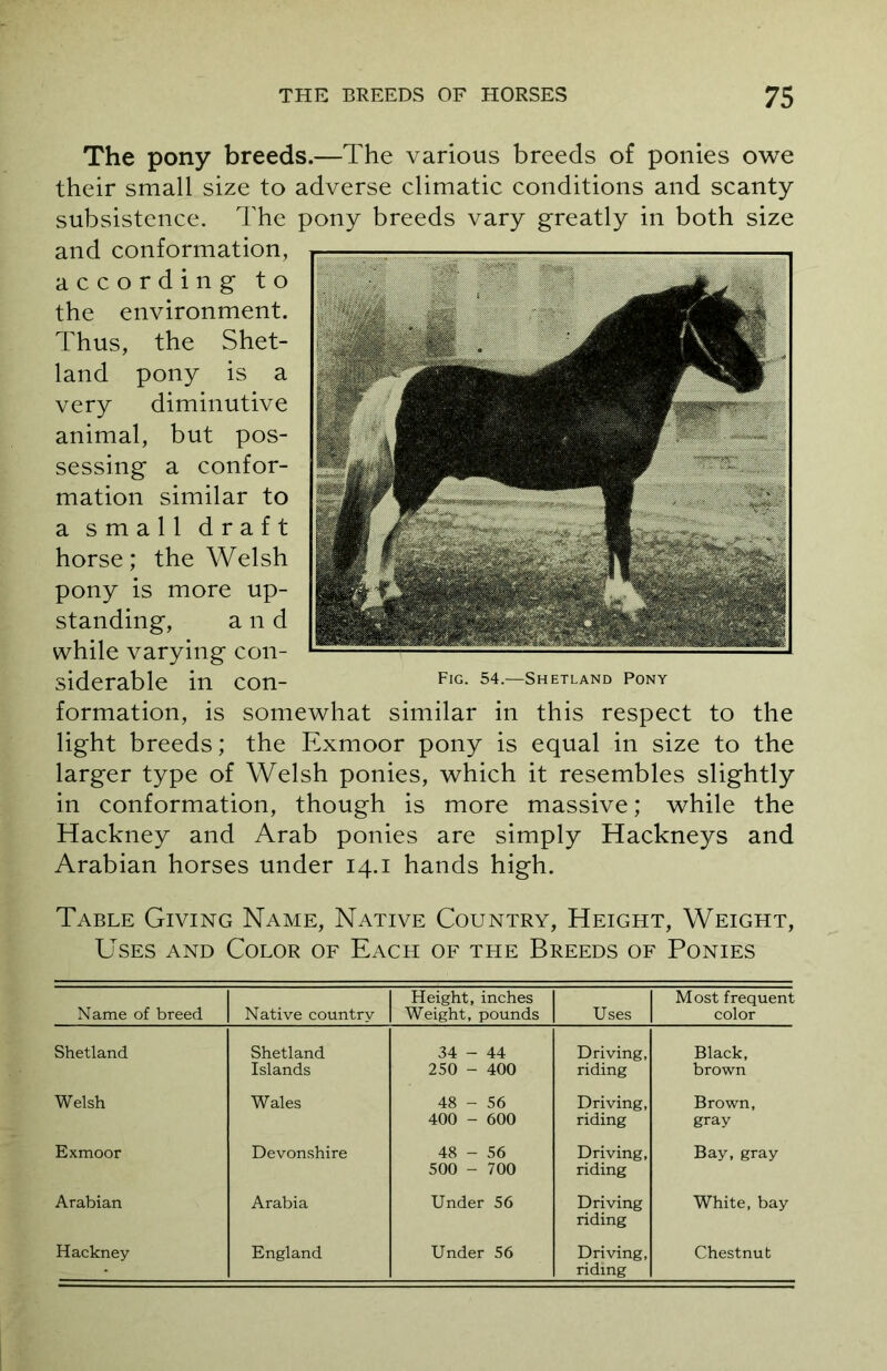 The pony breeds.—The various breeds of ponies owe their small size to adverse climatic conditions and scanty subsistence. The pony breeds vary greatly in both size and conformation, according to the environment. Thus, the Shet- land pony is a very diminutive animal, but pos- sessing a confor- mation similar to a small draft horse; the Welsh pony is more up- standing, and while varying con- siderable in con- FlG- 54.—Shetland Pony formation, is somewhat similar in this respect to the light breeds; the Exmoor pony is equal in size to the larger type of Welsh ponies, which it resembles slightly in conformation, though is more massive; while the Hackney and Arab ponies are simply Hackneys and Arabian horses under 14.1 hands high. Table Giving Name, Native Country, Height, Weight, Uses and Color of Each of the Breeds of Ponies Name of breed Native country Height, inches Weight, pounds Uses Most frequent color Shetland Shetland 34 - 44 Driving, Black, Islands 250 - 400 riding brown Welsh Wales 48 - 56 400 - 600 Driving, riding Brown, gray Exmoor Devonshire 48 - 56 500 - 700 Driving, riding Bay, gray Arabian Arabia Under 56 Driving riding White, bay riding