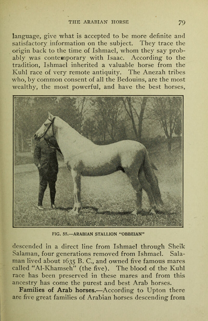 language, give what is accepted to be more definite and satisfactory information on the subject. They trace the origin back to the time of Ishmael, whom they say prob- ably was contemporary with Isaac. According to the tradition, Ishmael inherited a valuable horse from the Kuhl race of very remote antiquity. The Anezah tribes who, by common consent of all the Bedouins, are the most wealthy, the most powerful, and have the best horses, FIG. 55.—ARABIAN STALLION “OBBEIAN” descended in a direct line from Ishmael through Sheik Salaman, four generations removed from Ishmael. Sala- man lived about 1635 B. C., and owned five famous mares called “Al-Khamseh” (the five). The blood of the Kuhl race has been preserved in these mares and from this ancestry has come the purest and best Arab horses. Families of Arab horses.—According to Upton there are five great families of Arabian horses descending from