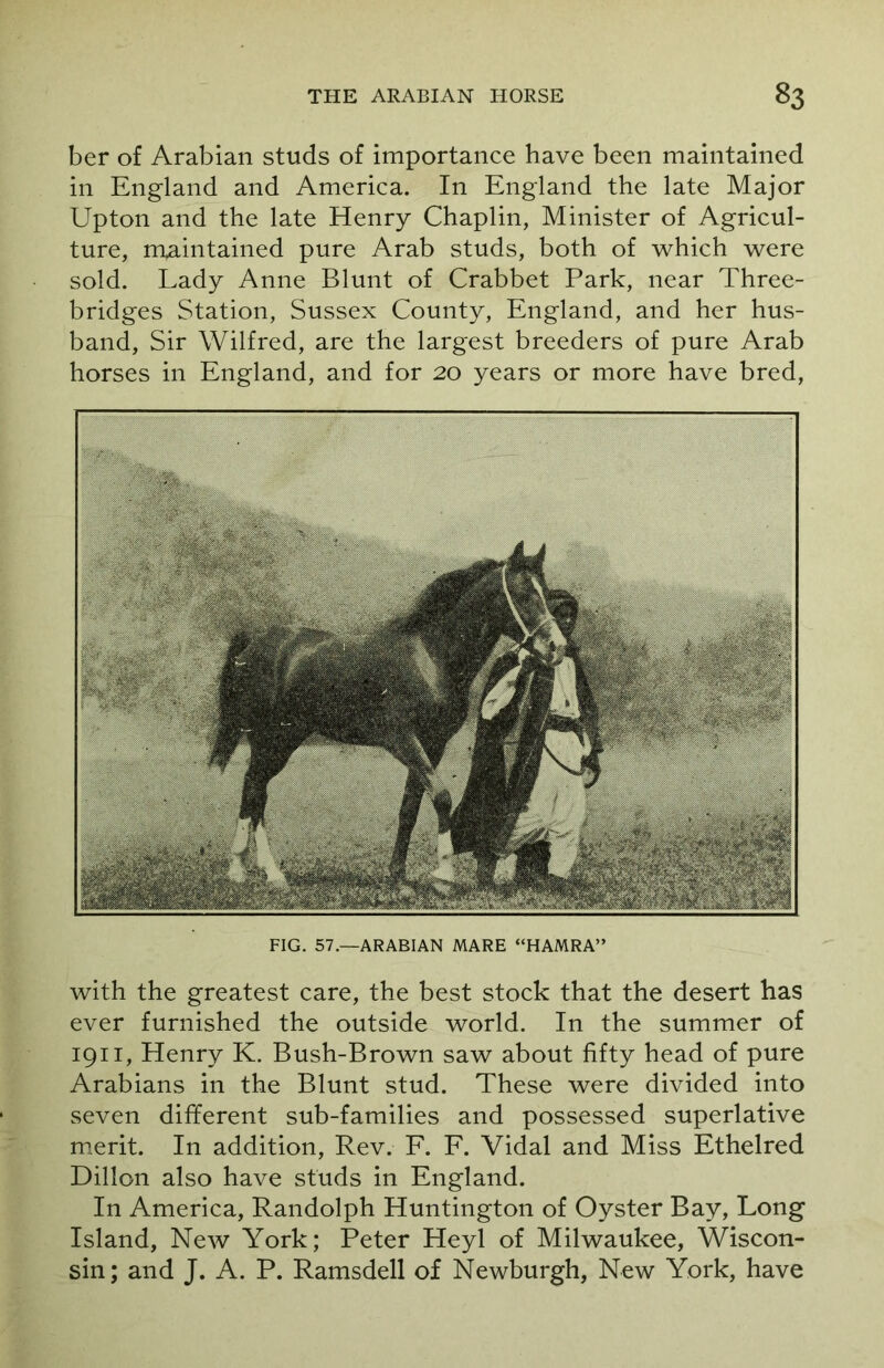 ber of Arabian studs of importance have been maintained in England and America. In England the late Major Upton and the late Henry Chaplin, Minister of Agricul- ture, maintained pure Arab studs, both of which were sold. Lady Anne Blunt of Crabbet Park, near Three- bridges Station, Sussex County, England, and her hus- band, Sir Wilfred, are the largest breeders of pure Arab horses in England, and for 20 years or more have bred, with the greatest care, the best stock that the desert has ever furnished the outside world. In the summer of 1911, Henry K. Bush-Brown saw about fifty head of pure Arabians in the Blunt stud. These were divided into seven different sub-families and possessed superlative merit. In addition, Rev. F. F. Vidal and Miss Ethelred Dillon also have studs in England. In America, Randolph Huntington of Oyster Bay, Long Island, New York; Peter Heyl of Milwaukee, Wiscon- sin; and J. A. P. Ramsdell of Newburgh, New York, have