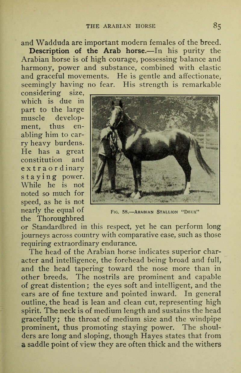 and Wadduda are important modern females of the breed. Description of the Arab horse.—In his purity the Arabian horse is of high courage, possessing balance and harmony, power and substance, combined with elastic and graceful movements. He is gentle and affectionate, seemingly having no fear. His strength is remarkable considering size, which is due in part to the large muscle develop- ment, thus en- abling him to car- ry heavy burdens. He has a great constitution and extraord inary staying power. While he is not noted so much for speed, as he is not nearly the equal of the Thoroughbred or Standardbred in this respect, yet he can perform long journeys across country with comparative ease, such as those requiring extraordinary endurance. The head of the Arabian horse indicates superior char- acter and intelligence, the forehead being broad and full, and the head tapering toward the nose more than in other breeds. The nostrils are prominent and capable of great distention; the eyes soft and intelligent, and the ears are of fine texture and pointed inward. In general outline, the head is lean and clean cut, representing high spirit. The neck is of medium length and sustains the head gracefully; the throat of medium size and the windpipe prominent, thus promoting staying power. The shoul- ders are long and sloping, though Hayes states that from a saddle point of view they are often thick and the withers Fig. 58.—Arabian Stallion “Deux”