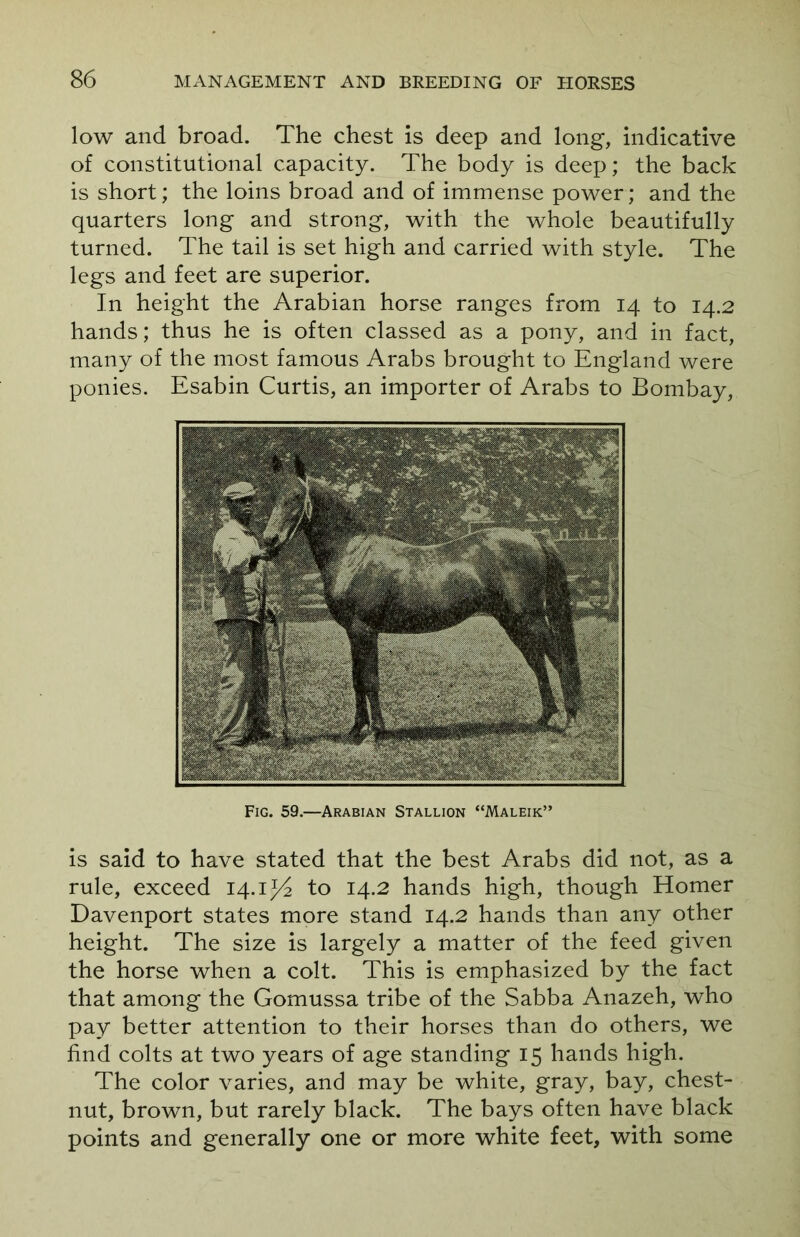 low and broad. The chest is deep and long, indicative of constitutional capacity. The body is deep; the back is short; the loins broad and of immense power; and the quarters long and strong, with the whole beautifully turned. The tail is set high and carried with style. The legs and feet are superior. In height the Arabian horse ranges from 14 to 14.2 hands; thus he is often classed as a pony, and in fact, many of the most famous Arabs brought to England were ponies. Esabin Curtis, an importer of Arabs to Bombay, Fig. 59.—Arabian Stallion “Maleik” is said to have stated that the best Arabs did not, as a rule, exceed 14.13/2 to 14.2 hands high, though Homer Davenport states more stand 14.2 hands than any other height. The size is largely a matter of the feed given the horse when a colt. This is emphasized by the fact that among the Gomussa tribe of the Sabba Anazeh, who pay better attention to their horses than do others, we find colts at two years of age standing 15 hands high. The color varies, and may be white, gray, bay, chest- nut, brown, but rarely black. The bays often have black points and generally one or more white feet, with some