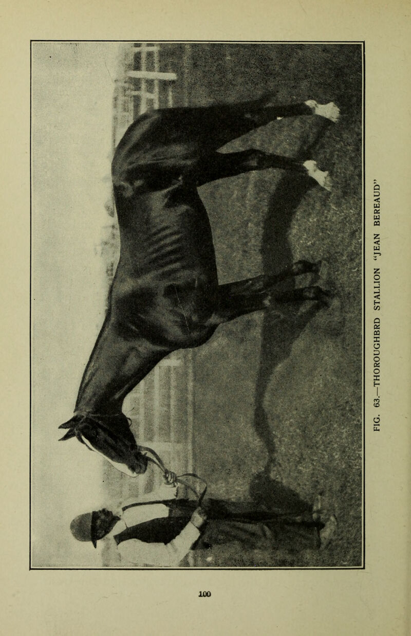 FIG. 63.—THOROUGHBRD STALLION “JEAN BEREAUD”