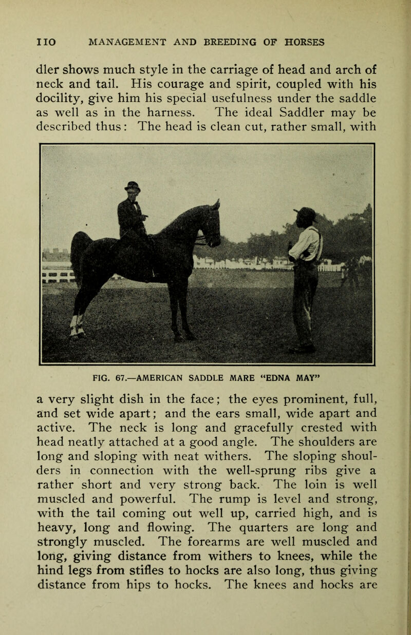 dler shows much style in the carriage of head and arch of neck and tail. His courage and spirit, coupled with his docility, give him his special usefulness under the saddle as well as in the harness. The ideal Saddler may be described thus: The head is clean cut, rather small, with FIG. 67.—AMERICAN SADDLE MARE “EDNA MAY” a very slight dish in the face; the eyes prominent, full, and set wide apart; and the ears small, wide apart and active. The neck is long and gracefully crested with head neatly attached at a good angle. The shoulders are long and sloping with neat withers. The sloping shoul- ders in connection with the well-sprung ribs give a rather short and very strong back. The loin is well muscled and powerful. The rump is level and strong, with the tail coming out well up, carried high, and is heavy, long and flowing. The quarters are long and strongly muscled. The forearms are well muscled and long, giving distance from withers to knees, while the hind legs from stifles to hocks are also long, thus giving distance from hips to hocks. The knees and hocks are