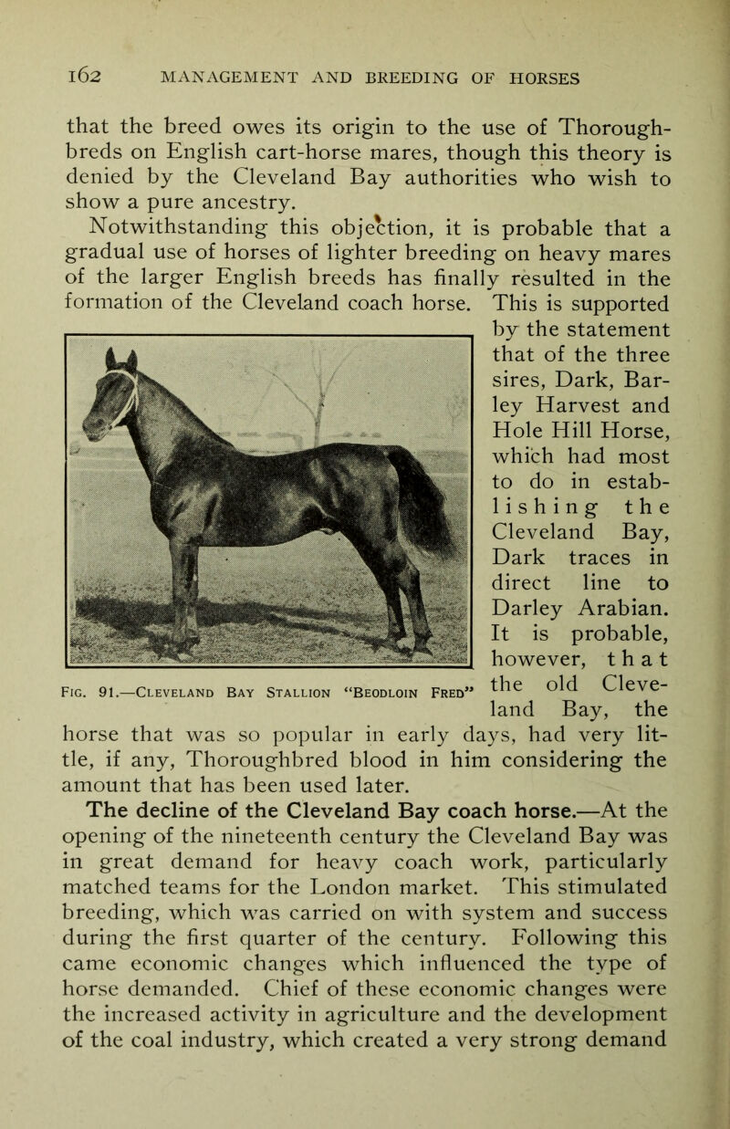 that the breed owes its origin to the use of Thorough- breds on English cart-horse mares, though this theory is denied by the Cleveland Bay authorities who wish to show a pure ancestry. Notwithstanding this objection, it is probable that a gradual use of horses of lighter breeding on heavy mares of the larger English breeds has finally resulted in the formation of the Cleveland coach horse. This is supported by the statement that of the three sires, Dark, Bar- ley Harvest and Hole Hill Horse, which had most to do in estab- lishing the Cleveland Bay, Dark traces in direct line to Darley Arabian. It is probable, however, that Fig. 91.—Cleveland Bay Stallion “Beodloin Fred” ^he old Cleve- land Bay, the horse that was so popular in early days, had very lit- tle, if any, Thoroughbred blood in him considering the amount that has been used later. The decline of the Cleveland Bay coach horse.—At the opening of the nineteenth century the Cleveland Bay was in great demand for heavy coach work, particularly matched teams for the London market. This stimulated breeding, which was carried on with system and success during the first quarter of the century. Following this came economic changes which influenced the type of horse demanded. Chief of these economic changes were the increased activity in agriculture and the development of the coal industry, which created a very strong demand