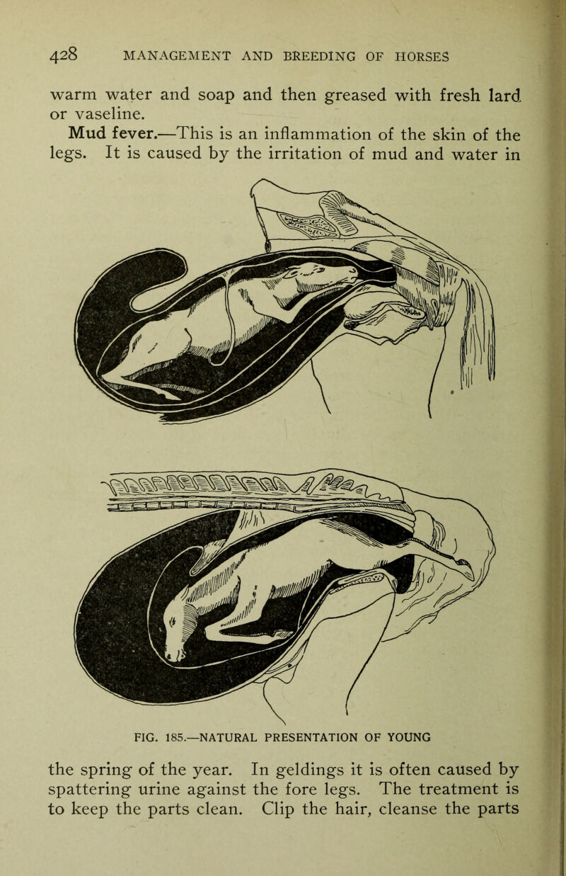 warm water and soap and then greased with fresh lard or vaseline. Mud fever.—This is an inflammation of the skin of the legs. It is caused by the irritation of mud and water in FIG. 185.—NATURAL PRESENTATION OF YOUNG the spring of the year. In geldings it is often caused by spattering urine against the fore legs. The treatment is to keep the parts clean. Clip the hair, cleanse the parts