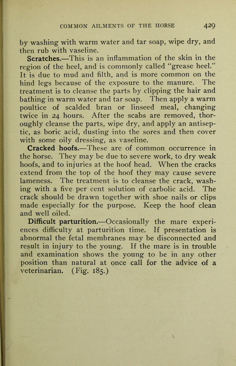 by washing with warm water and tar soap, wipe dry, and then rub with vaseline. Scratches.—This is an inflammation of the skin in the region of the heel, and is commonly called “grease heel/’ It is due to mud and filth, and is more common on the hind legs because of the exposure to the manure. The treatment is to cleanse the parts by clipping the hair and bathing in warm water and tar soap. Then apply a warm poultice of scalded bran or linseed meal, changing twice in 24 hours. After the scabs are removed, thor- oughly cleanse the parts, wipe dry, and apply an antisep- tic, as boric acid, dusting into the sores and then cover with some oily dressing, as vaseline. Cracked hoofs.—These are of common occurrence in the horse. They may be due to severe work, to dry weak hoofs, and to injuries at the hoof head. When the cracks extend from the top of the hoof they may cause severe lameness. The treatment is to cleanse the crack, wash- ing with a five per cent solution of carbolic acid. The crack should be drawn together with shoe nails or clips made especially for the purpose. Keep the hoof clean and well oiled. Difficult parturition.—Occasionally the mare experi- ences difficulty at parturition time. If presentation is abnormal the fetal membranes may be disconnected and result in injury to the young. If the mare is in trouble and examination shows the young to be in any other position than natural at once call for the advice of a veterinarian. (Fig. 185.)