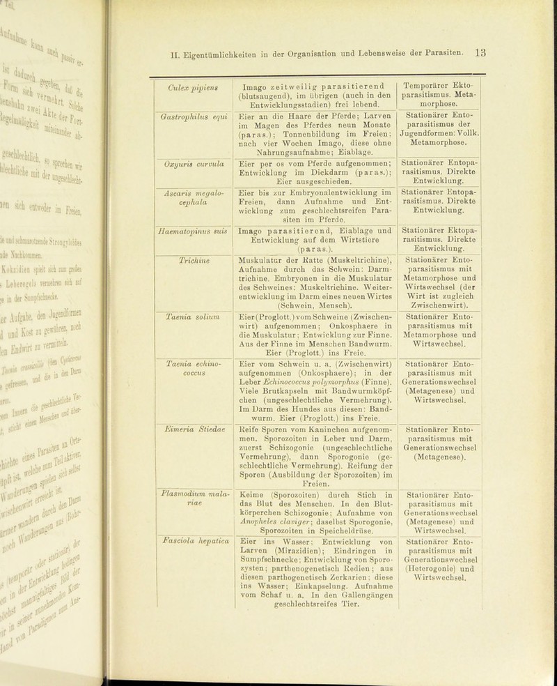 Culex pipiens Imago zeitweilig parasitierend (blutsaugend), im übrigen (auch in den Entwicklungsstadien) frei lebend. Temporärer Ekto- parasitismus. Meta- morphose. Gastrophilus equi Eier an die Haare der Pferde; Larven im Magen des Pferdes neun Monate (paras.); Tonnenbildung im Freien; nach vier Wochen Imago, diese ohne Nahrungsaufnahme; Eiablage. Stationärer Ento- parasitismus der Jugendformen: Vollk. Metamorphose. Uxyuris curvula Eier per os vom Pferde aufgenommen; Entwicklung im Dickdarm (paras.); Eier ausgeschieden. Stationärer Entopa- rasitismus. Direkte Entwicklung. Ascaris megalo- cephala Eier bis zur Embryonalentwicklung im Freien, dann Aufnahme uud Ent- wicklung zum geschlechtsreifen Para- siten im Pferde. Stationärer Entopa- rasitismus. Direkte Entwicklung. Haematopinus suis Imago parasitierend, Eiablage und Entwicklung auf dem Wirtstiere (par as.). Stationärer Ektopa- rasitismus. Direkte Entwicklung. j Trichine Muskulatur der Katte (Muskeltrichine), Aufnahme durch das Schwein: Darm- trichine. Embryonen in die Muskulatur des Schweines; Muskeltrichine. Weiter- entwicklung im Darm eines neuen Wirtes (Schwein, Mensch). Stationärer Ento- parasitismus mit Metamorphose und Wirtswechsel (der Wirt ist zugleich Zwischenwirt). Taenia solium Eier (Proglott.) vom Schweine (Zwischen- wirt) aufgenommen; Onkosphaere in die Muskulatur; Entwicklung zur Finne. Aus der Finne im Menschen Bandwurm. Eier (Proglott.) ins Freie. Stationärer Ento- parasitismus mit Metamorphose und Wirtswechsel. Taenia eckino- coccus Eier vom Schwein u. a. (Zwischenwirt) aufgenommen (Onkosphaere); in der Leber Echinococcus polymorphus (Finne). Viele Brutkapseln mit Bandwurmköpf- chen (ungeschlechtliche Vermehrung). Im Darm des Hundes aus diesen: Band- wurm. Eier (Proglott.) ins Freie. Stationärer Ento- parasitismus mit Generationswechsel (Metagenese) und Wirtswechsel. Eimeria Stiedae Keife Sporen vom Kaninchen aufgenom- men. Sporozoiten in Leber und Darm, zuerst Schizogonie (ungeschlechtliche Vermehrung), dann Sporogonie (ge- schlechtliche Vermehrung). Reifung der Sporen (Ausbildung der Sporozoiten) im Freien. Stationärer Ento- parasitismus mit Generationswechsel (Metagenese). « Plasmodium mala- riae Keime (Sporozoiten) durch Stich in das Blut des Menschen. In den Blut- körperchen Schizogonie; Aufnahme von Anopheles claviger-, daselbst Sporogonie, Sporozoiten in Speicheldrüse. Stationärer Ento- parasitismus mit Generationswechsel (Metagenese) und Wirtswechsel. Fasciola hepatica Eier ins Wassor; Entwicklung von Larven (Mirazidien); Eindringen in Sumpfschnecke; Entwicklung von Sporo- zysten; parthenogenetisch Kedien ; aus diesen parthogenetisch Zerkarien; diese ins Wasser; Einkapselung. Aufnahme vom Schaf u. a. In den Gallengängen geschlechtsreifes Tier. Stationärer Ento- parasitismus mit Generationswechsel (Heterogonie) und Wirtswechsel.