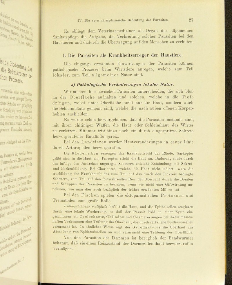 Es obliegt dem Veterinärmediziner als Organ der allgemeinen Sanitätspflege die Aufgabe, die Verbreitung solcher Parasiten bei den Haustieren und dadurch die Übertragung auf den Menschen zu verhüten. 1. Die Parasiten als Krankheitserreger der Haustiere. Die eingangs erwähnten Einwirkungen der Parasiten können pathologische Prozesse beim Wirtstiere anregen, welche zum Teil lokaler, zum Teil allgemeiner Natur sind. a) Pathologische Veränderungen lokaler Natur. Wir müssen hier zwischen Parasiten unterscheiden, die sich bloß an der Oberfläche aufhalten und solchen, welche in die Tiefe dringen, wobei unter Oberfläche nicht nur die Haut, sondern auch die Schleimhäute gemeint sind, welche die nach außen offenen Körper- höhlen auskleiden. Es wurde schon hervorgehoben, daß die Parasiten imstande sind, mit ihren chitinigen Waffen die Haut oder Schleimhaut des Wirtes zu verletzen. Mitunter tritt hinzu noch ein durch eingespritzte Sekrete hervorgerufener Entzündungsreiz. Bei den Landtieren werden Hautveränderungen in erster Linie durch Arthropoden hervorgerufen. Die Räud emilben erzeugen das Krankheitsbild der Räude. Sarkoptes gräbt sich in die Haut ein, Psoroptes sticht die Haut an. Dadurch, sowie durch das infolge des Juckreizes angeregte Scheuern entsteht Entzündung mit Sekret- und Borkenbildung. Bei Chorioptes, welche die Haut nicht lädiert, wäre die Ausbildung des Krankheitsbildes zum Teil auf das durch den Juckreiz bedingte Scheuern, zum Teil auf den fortwährenden Reiz der Oberhaut durch die Borsten und Schuppen des Parasiten zu beziehen, wenn wir nicht eine Giftwirkung an- nehmen, wie man dies auch bezüglich der früher erwähnten Milben tut. Bei den Fischen spielen die ektoparasitischen Protozoen und Trematoden eine große Rolle. IclithyophthiriuH multißliis befällt die Haut, und die Epithelzellen reagieren durch eine lokale Wucherung, so daß der Parasit bald in einer Zyste ein- geschlossen ist. Cyclochaete, Chilodon und Costia erzeugen bei ihrem massen- haften \ orkommen eine Trübung der Oberhaut, die durch zerfallene Epidermiszellen verursacht ist. In ähnlicher Weise regt der Gyrodaktylus die Oberhaut zur Abstoßung von Epidermiszellen an und verursacht eine Trübung der Oberfläche. Von den Parasiten des Darmes ist bezüglich der Bandwürmer bekannt, daß sie einen Reizzustand der Darmschleimhaut hervorzurufen vermögen.