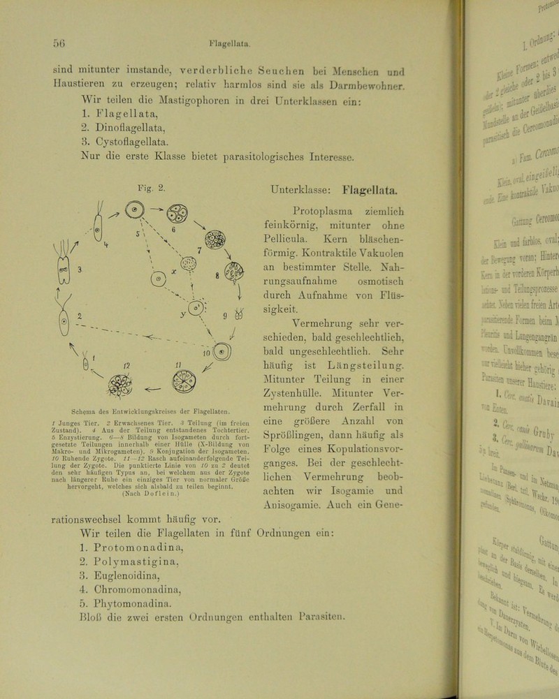 Flagellatu. Öli sind mitunter imstande, verderbliche Seuchen bei Menschen und Haustieren zu erzeugen; relativ harmlos sind sie als Darmbewohner. ir teilen die Mastigophoren in drei Unterklassen ein: 1. Flagellata, 2. DinoHagellata, 3. Cystoflagellata. Nur die erste Klasse bietet parasitologisches Interesse. Fig. 2. Unterklasse: Flagellata. Schema des Entwicklungskreises der Flagellaten. l Junges Tier. 2 Erwachsenes Tier. J Teilung (im freien Zustand). 4 Aus der Teilung entstandenes Tochtertier. 5 Enzystierung. 6'—.V Bildung von Isogameten durch fort- gesetzte Teilungen innerhalb einer Hülle (X-Bildung von Makro- und Mikrogameten). !> Konjugation der Isogameten. 10 Ruhende Zygote. 11 -12 Rasch aufeinanderfolgende Tei- lung der Zygote. Die punktierte Linie von 10 zu 2 deutet den sehr häufigen Typus an, bei welchem aus der Zygote nach längerer Ruhe ein einziges Tier von normaler Größe hervorgeht, welches sich alsbald zu teilen beginnt. (Nach Dof 1 e i n.) Protoplasma ziemlich feinkörnig, mitunter ohne Pellicula. Kern bläschen- förmig. Kontraktile Vakuolen an bestimmter Stelle. Nah- rungsaufnahme osmotisch durch Aufnahme von Flüs- sigkeit. Vermehrung sehr ver- schieden. bald geschlechtlich, bald ungeschlechtlich. Sehr häufig ist Längsteilung. Mitunter Teilung in einer Zystenhülle. Mitunter Ver- mehrung durch Zerfall in eine größere Anzahl von Sprößlingen, dann häufig als Folge eines Kopulationsvor- ganges. Bei der geschlecht- lichen Vermehrung beob- achten wir Isogamie und Anisogamie. Auch ein Gene- rationswechsel kommt häufig vor. Wir teilen die Flagellaten in fünf Ordnungen ein: 1. Protomonadina, 2. Polymastigina. 3. Euglenoidina, 4. Chromomonadina, 5. Phytomonadina. Bloß die zwei ersten Ordnungen enthalten Parasiten.