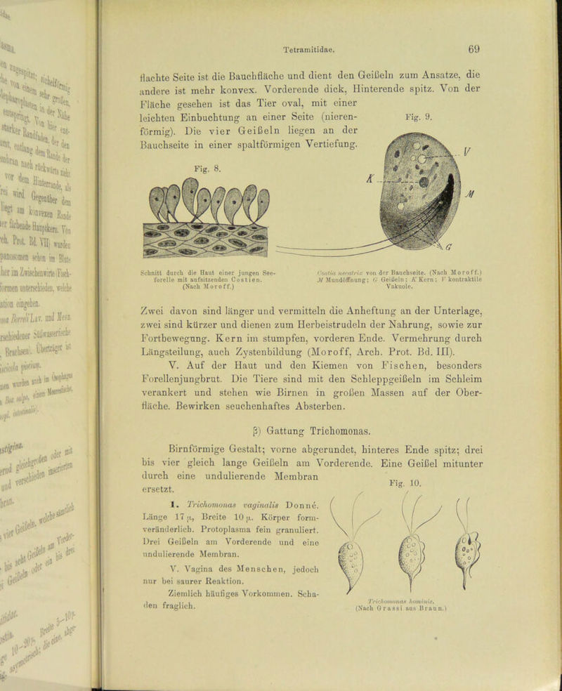 flachte Seite ist die Bauchfläche und dient den Geißeln zum Ansätze, die andere ist mehr konvex. Vorderende dick, Hinterende spitz. Von der Fläche gesehen ist das Tier oval, mit einer leichten Einbuchtung an einer Seite (nieren- Fig. 9. förmig). Die vier Geißeln liegen an der Bauchseite in einer spaltförmigen Vertiefung. Fig. 8. Schnitt durch die Haut einer jungen See- forelle mit aufsitzenden Costien. (Nach Moroff.) Coatia necatrix von der Bauchseite. (Nach Moroff.) M Mundöffnung; (i Geißeln; A'Kern: I* kontraktile Vakuole. Zwei davon sind länger und vermitteln die Anheftung an der Unterlage, zwei sind kürzer und dienen zum Herbeistrudeln der Nahrung, sowie zur Fortbewegung. Kern im stumpfen, vorderen Ende. Vermehrung durch Längsteilung, auch Zystenbildung (Moroff, Arch. Prot. Bd. III). V. Auf der Haut und den Kiemen von Fischen, besonders Forellenjungbrut. Die Tiere sind mit den Schleppgeißeln im Schleim verankert und stehen wie Birnen in großen Massen auf der Ober- fläche. Bewirken seuchenhaftes Absterben. ß) Gattung Trichomonas. Bimförmige Gestalt; vorne abgerundet, hinteres Ende spitz; drei bis vier gleich lange Geißeln am Vorderende. Eine Geißel mitunter durch eine undulierende Membran ersetzt. 1. Trichomonas vaginalis Don ne. Länge 17 jj., Breite 10 ja. Körper form- veränderlich. Protoplasma fein granuliert. Drei Geißeln am Vorderende und eine undulierende Membran. V. Vagina des Menschen, jedoch nur bei saurer Reaktion. Ziemlich häufiges Vorkommen. Scha- den fraglich. Fig. 10. 7 Wc/t om oneu h oni in is. (Nach Grassi aus Braun.)