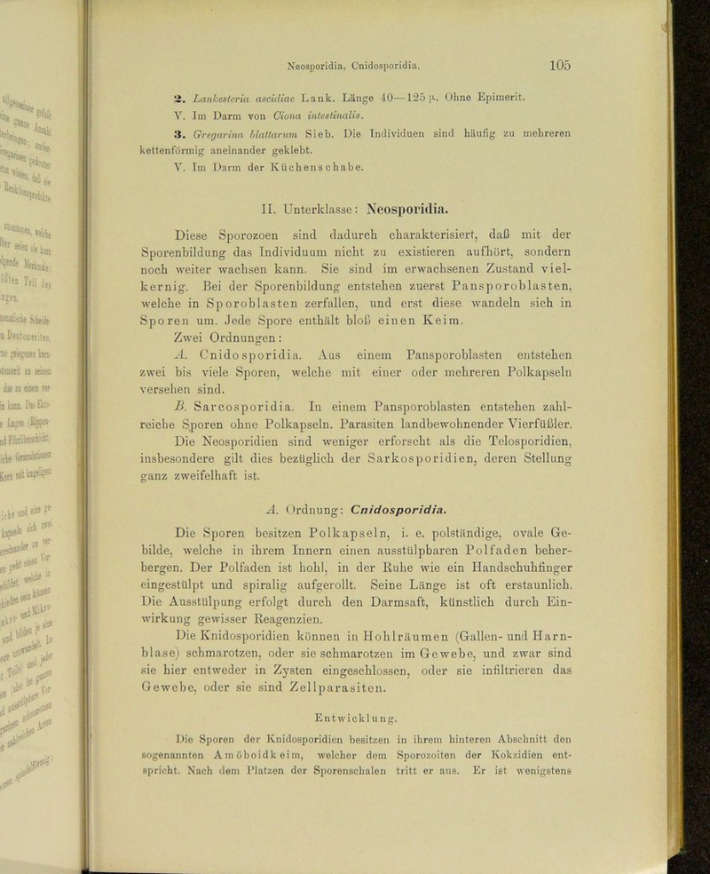 3. Lanleesteria ascidiae Lank. Länge 40—125 p-. Ohne Epimerit. V. Im Darm von Ciona intestinalis. 3. Gregarina blattarum Sieb. Die Individuen sind häufig zu mehreren kettenförmig aneinander geklebt. V. Im Darm der Küchenschabe. II. Unterklasse: Neosporidia. Diese Sporozoen sind dadurch charakterisiert, daß mit der Sporenbildung das Individuum nicht zu existieren aufhört, sondern noch weiter wachsen kann. Sie sind im erwachsenen Zustand viel- kernig. Bei der Sporenbildung entstehen zuerst Pansporoblasten, welche in Sporoblasten zerfallen, und erst diese wandeln sich in Sporen um. Jede Spore enthält bloß einen Keim. Zwei Ordnungen: A. Cnidosporidia. Aus einem Pansporoblasten entstehen zwei bis viele Sporen, welche mit einer oder mehreren Polkapseln versehen sind. B. Sarcosporidia. In einem Pansporoblasten entstehen zahl- reiche Sporen ohne Polkapseln. Parasiten landbewohnender Vierfüßler. Die Neosporidien sind weniger erforscht als die Telosporidien, insbesondere gilt dies bezüglich der Sarkosporidien, deren Stellung ganz zweifelhaft ist. A. Ordnung: Cnidosporidia. Die Sporen besitzen Polkapseln, i. e. polständige, ovale Ge- bilde, welche in ihrem Innern einen ausstülpbaren Polfaden beher- bergen. Der Polfaden ist hohl, in der Ruhe wie ein Handschuhfinger eingestülpt und spiralig aufgerollt. Seine Länge ist oft erstaunlich. Die Ausstülpung erfolgt durch den Darmsaft, künstlich durch Ein- wirkung gewisser Reagenzien. Die Knidosporidien können in Hohlräumen (Gallen-und Harn- blase) schmarotzen, oder sie schmarotzen im Gewebe, und zwar sind sie hier entweder in Zysten eingeschlossen, oder sie infiltrieren das Gewebe, oder sie sind Zellparasiten. Entwicklung. Die Sporen der Knidosporidien besitzen in ihrem hinteren Abschnitt den sogenannten Amöboidkeim, welcher dem Sporozoiten der Kokzidien ent- spricht. Nach dem Platzen der Sporenschalen tritt er aus. Er ist wenigstens