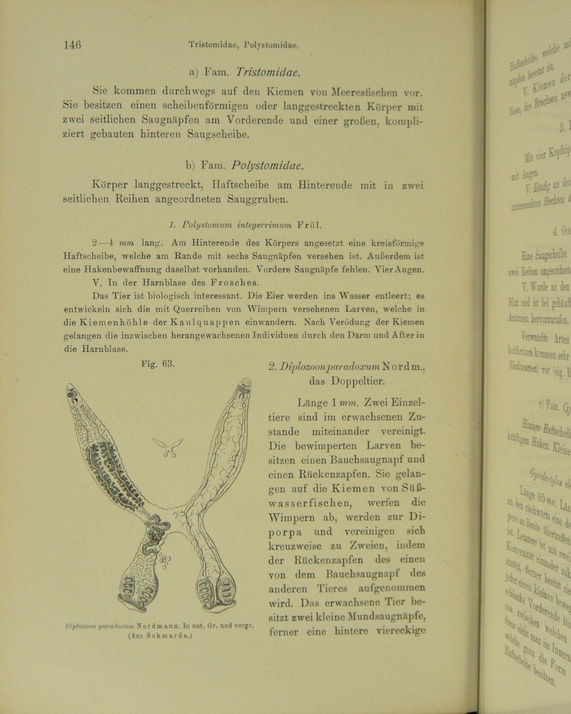 a) Fam. Tristomidae. Sie kommen durchwegs auf den Kiemen von Meeresfischen vor. Sie besitzen einen scheibenförmigen oder langgestreckten Körper mit zwei seitlichen Saugnäpfen am Vorderende und einer großen, kompli- ziert gebauten hinteren Saugscheibe. b) Fam. Polystomidae. Körper langgestreckt, Haftscheibe am Hinterende mit in zwei seitlichen Reihen angeordneten Sauggruben. 1. Polrjstomum integerrimuni Fr öl. 2—4 mm lang. Am Hinterende des Körpers angesetzt eine kreisförmige Haftsckeibe, welche am Rande mit sechs Saugnäpfen versehen ist. Außerdem ist eine Hakenbewaffnung daselbst vorhanden. Vordere Saugnäpfe fehlen. VierAugen. V. In der Harnblase des Frosches. Das Tier ist biologisch interessant. Die Eier werden ins Wasser entleert; es entwickeln sich die mit Querreiben von Wimpern versehenen Larven, welche in die Kiemenhöhle der Kaulquappen einwandern. Nach Verödung der Kiemen gelangen die inzwischen herangewachsenen Individuen durch den Darm und After in die Harnblase. 2. Diplozoonparadoxum Nor dm., das Doppeltier. Länge 1 mm. Zwei Einzel- tiere sind im erwachsenen Zu- stande miteinander vereinigt. Die bewimperten Larven be- sitzen einen Bauchsaugnapf und einen Rückenzapfen. Sie gelan- gen auf die Kiemen von Süß- wasserfischen, werfen die Wimpern ab, werden zur Di- porpa und vereinigen sich kreuzweise zu Zweien, indem der Rückenzapfen des einen von dem Bauchsaugnapf des anderen Tieres aufgenommen wird. Das erwachsene Tier be- sitzt zwei kleine Mundsaugnäpfe, ferner eine hintere viereckige Fig. 63. Diplozoon parat lo xum Nord mann. In nnt. Gr. und vergr. (Aus Sch mar da.)