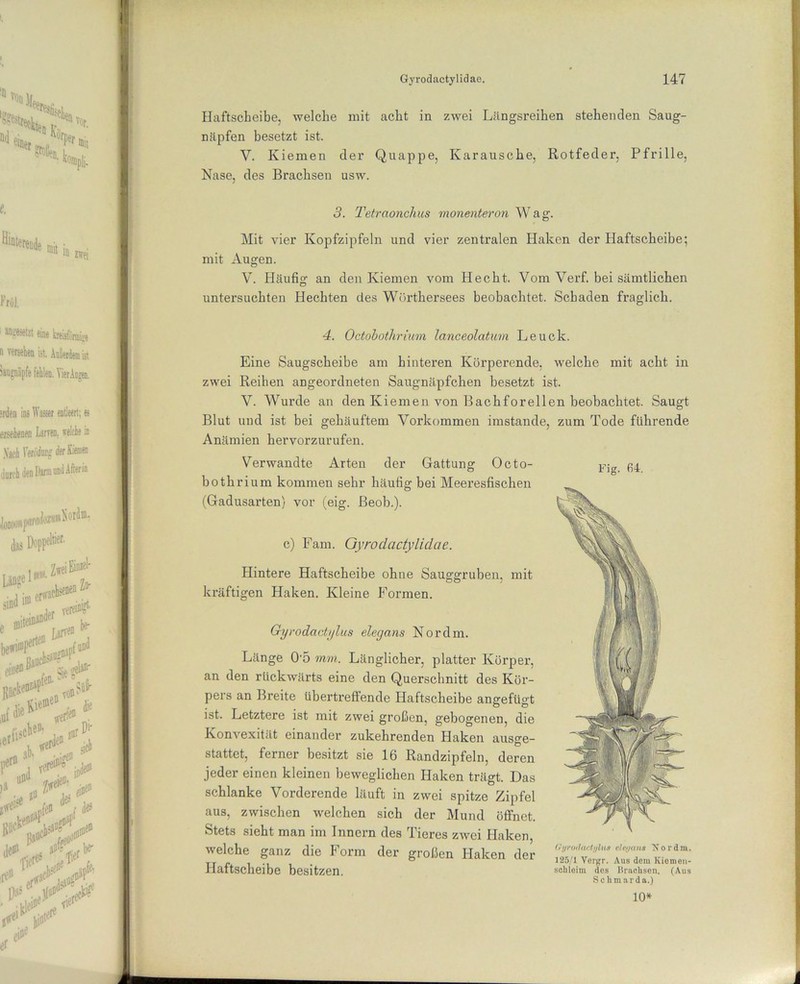 Haftscheibe, welche mit acht in zwei Liingsreihen stehenden Saug- näpfen besetzt ist. V. Kiemen der Quappe, Karausche, Rotfeder, Pfrille, Nase, des Brachsen usw. 3. Tetraonchus monenteron Wag. Mit vier Kopfzipfeln und vier zentralen Haken der Haftscheibe; mit Augen. V. Häufig an den Kiemen vom Hecht. Vom Verf. bei sämtlichen untersuchten Hechten des Wr>rthersees beobachtet. Schaden fraglich. 4. Octobothrium lanceolcitum Leuck. Eine Saugscheibe am hinteren Körperende, welche mit acht in zwei Reihen angeordneten Saugnäpfchen besetzt ist. V. Wurde an den Kiemen von Bachforellen beobachtet. Saugt Blut und ist bei gehäuftem Vorkommen imstande, zum Tode führende Anämien hervorzurufen. Verwandte Arten der Gattung Octo- bothrium kommen sehr häufig bei Meeresfischen (Gadusarten) vor (eig. ßeob.). c) Farn. Gyrodactylidae. Hintere Haftscheibe ohne Sauggruben, mit kräftigen Haken. Kleine Formen. G-yrodactylus elegans Nor dm. Länge 05 mm. Länglicher, platter Körper, an den rückwärts eine den Querschnitt des Kör- pers an Breite übertreffende Haftscheibe angefügt ist. Letztere ist mit zwei großen, gebogenen, die Konvexität einander zukehrenden Haken ausge- stattet, ferner besitzt sie 16 Randzipfeln, deren jeder einen kleinen beweglichen Haken trägt. Das schlanke Vorderende läuft in zwei spitze Zipfel aus, zwischen welchen sich der Mund öffnet. Stets sieht man im Innern des Tieres zwei Haken, welche ganz die Form der großen Haken der Haftscheibe besitzen. 10* Fig. 64. CliruihKtijlus dc.tjans Xordm. 125/1 Vergr. Aus dem Kiemen- schleim dos Brachsen. (Aus Sch mar da.)