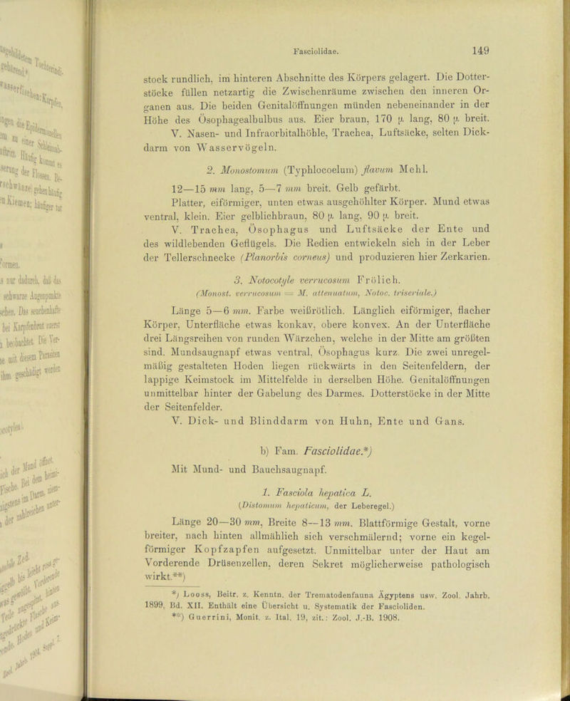 stock rundlich, im hinteren Abschnitte des Körpers gelagert. Die Dotter- stöcke füllen netzartig die Zwischenräume zwischen den inneren Or- ganen aus. Die beiden Genitalöffnungen münden nebeneinander in der Höhe des Üsophagealbulbus aus. Eier braun, 170 [J. lang, 80 [J. breit. V. Nasen- und Infraorbitalhöhle, Trachea, Luftsäcke, selten Dick- darm von Wasservögeln. 2. Monostomum (Typhlocoelum) flavum Mehl. 12—15 mm lang, 5—7 mm breit. Gelb gefärbt. Platter, eiförmiger, unten etwas ausgehöhlter Körper. Mund etwas ventral, klein. Eier gelblichbraun, 80 [J. lang, 90 \>. breit. V. Trachea, Ösophagus und Luftsäcke der Ente und des wildlebenden Geflügels. Die Redien entwickeln sich in der Leber der Tellerschnecke (Planorbis corneus) und produzieren hier Zerkarien. 3. Notocotyle verrucosum Frölich. (Monost. verrucosum = M. attenuatum, Notoc. triseriale.) Länge 5—6 mm. Farbe weißrötlich. Länglich eiförmiger, flacher Körper, Unterfläche etwas konkav, obere konvex. An der Unterfläche drei Längsreiheu von runden Wärzchen, welche in der Mitte am größten sind. Mundsaugnapf etwas ventral, Ösophagus kurz. Die zwei unregel- mäßig gestalteten Hoden liegen rückwärts in den Seitenfeldern, der lappige Keimstock im Mittelfelde in derselben Höhe. Genitalöflnungen unmittelbar hinter der Gabelung des Darmes. Dotterstöcke in der Mitte der Seitenfelder. V. Dick- und Blinddarm von Huhn, Ente und Gans. b) Farn. Fasciolidae *) Mit Mund- und Bauchsaugnapf. 1. Fasciola hepatica L. (Distomum hepaticum, der Leberegel.) Länge 20—30 mm, Breite 8—13 mm. Blattförmige Gestalt, vorne breiter, nach hinten allmählich sich verschmälernd; vorne ein kegel- förmiger Kopfzapfen aufgesetzt. Unmittelbar unter der Haut am Vorderende Drüsenzellen, deren Sekret möglicherweise pathologisch wirkt.**) *) Looss, Beitr. z. Kenntn. der Trernatodenfauna Ägyptens usw. Zool. Jahrb. 1899, Bd. XII. Enthält eine Übersicht u. Systematik der Fascioliden. **) Guerrini, Monit. z. Ital. 19, zit.: Zool. J.-B. 1908.