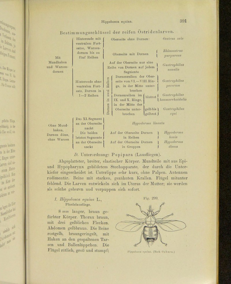 Hippobosca equina. Best Mit Mundhaken und Warzen- dornen immungsschlü Hinterende mit ventralem Fort- satze, Warzen - dornen bis zu fünf Keiken Ohne Mund- haken, Dornen dünn, ohne Warzen ssel der reifen Östridenlarven. Oberseite ohne Dornen: Oestrus ovis Hinterende ohne ventralen Fort- satz, Dornen in 1—2 Reihen Das XI. Segment an der Oberseite nackt Die beiden letzten Segmente an der Oberseite nackt Oberseite mit Dornen l Auf der Oberseite nur eine , Reihe von Dornen auf jedem [ Segmente ' a Dornenreihen der Ober- j Ja Seite vom VI.—VIII. Rin- ( in der Mitte unter- j ge brochen Dornenreihen im IX. und X. Ringe, in der Mitte der Oberseite unter- brochen blutrot Rhinoestrus purpureus Gastrophilus nasalis Gastrophilus peeorum | Gastrophilus | haemorrhoidalis gelb bis \ Gastrophilus gelbrot J equi Hypoderma lineata Auf der Oberseite Dornen | Hypoderma in Reihen I bovis Auf der Oberseite Dornen | Hypoderma in Gruppen ) diana D. Unterordnung: Pupipara (Lausfliegen). Abgeplatteter, breiter, elastischer Körper. Mundteile mit aus Epi- und Hypopharynx gebildetem Stechapparate, der durch die Unter- kiefer eingescheidet ist. Unterlippe sehr kurz, ohne Palpen. Antennen rudimentär. Beine mit starken, gezähnten Krallen. Flügel mitunter fehlend. Die Larven entwickeln sich im Uterus der Mutter; sie werden als solche geboren und verpuppen sieb sofort. 1. Hippobosca equina L., Pferdelausfliege. 8 mm langer, braun ge- färbter Körper. Thorax braun, mit drei gelblichen Flecken. Abdomen gelbbraun. Die Beine rostgelb, braungeringelt, mit Haken an den gespaltenen Tar- sen und Ballenläppchen. Die Flügel rötlich, groß und stumpf; UippoboNca i’ijuina. (Nach Osljorn.)