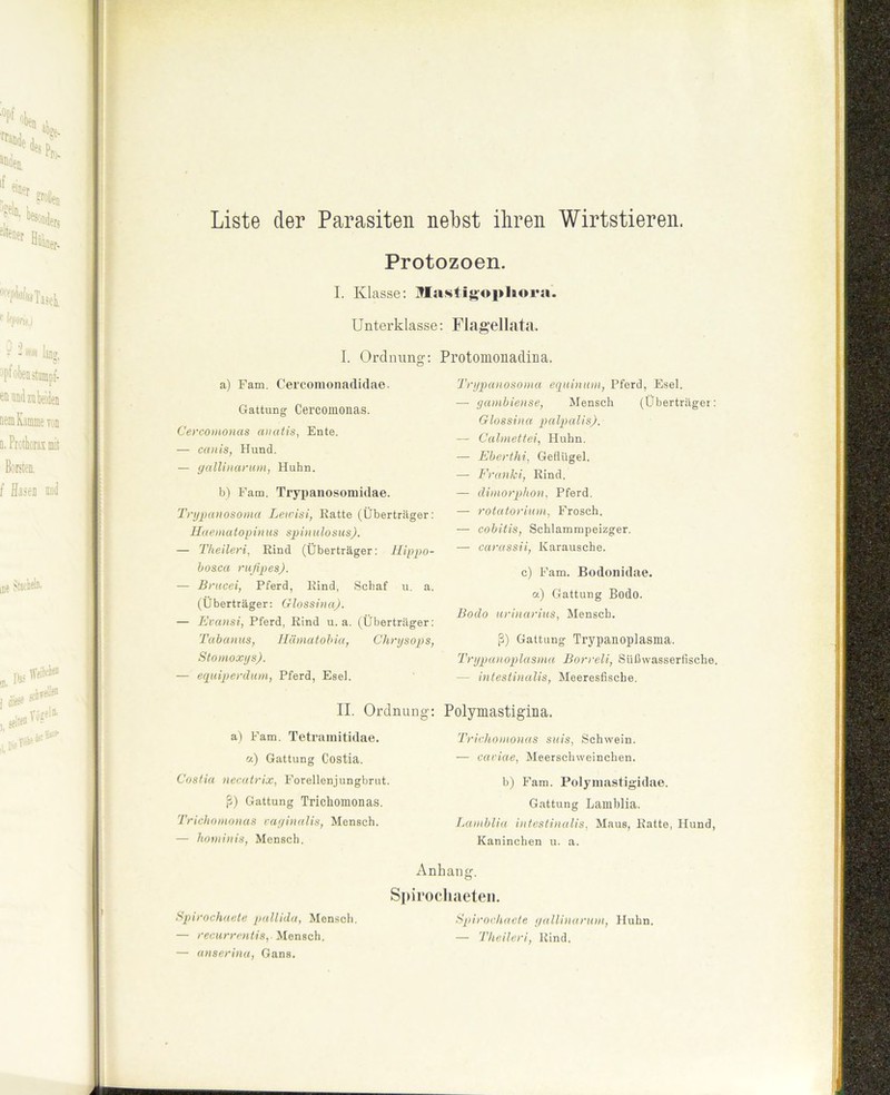 Liste der Parasiten nebst ihren Wirtstieren. Protozoen. I. Klasse: Mastigopkora. Unterklasse: Flagellata. I. Ordnung: Protomonadina. a) Fam. Cercomonadidae. Gattung Cercomonas. Cercomonas anatis, Ente. — canis, Hund. — gallinarum, Huhn. b) Fam. Trypanosomidae. Trypanosoma Lewisi, Eatte (Überträger: Haematopinus spinulosus). — Theileri, Kind (Überträger: Hippo- bosca rufipes). — Brucei, Pferd, Kind, Schaf u. a. (Überträger: Glossina). — Evansi, Pferd, Rind u. a. (Überträger: Tabanus, Hürnatobici, Chrysops, Stomoxys). — equiperdum, Pferd, Esel. Trypanosoma equinum, Pferd, Esel. — gambiense, Mensch (Überträger: Glossina palpaUs). — Calmettei, Huhn. — Eberthi, Geflügel. — Franlci, Rind. — dimorphon. Pferd. — rotatorium, Frosch. — cobitis, Schlammpeizger. -— carassii, Karausche. c) Fam. Bodonidae. a) Gattung Bodo. Bodo urinarius, Mensch. ß) Gattung Trypanoplasma. Trypanoplasma Borreli, Süßwasserfische. — intestinalis, Meeresfische. II. Ordnung: Polymastigina. a) Fam. Tetramitidae. a) Gattung Costia. Costia necatrix, Forellenjungbrut. ß) Gattung Trichomonas. Trichomonas vaginalis, Mensch. — hominis, Mensch. Trichomonas suis, Schwein. — caviae, Meerschweinchen. b) Fam. Polymastigidae. Gattung Lamblia. Lamblia intestinalis, Maus, Ratte, Hund, Kaninchen u. a. Spirochaete pallida, Mensch. — recurrentis, Mensch. — anserina, Gans. Anhang. Spirocliaeten. Spirochaete gallinarum, Huhn. — Theileri, Kind.