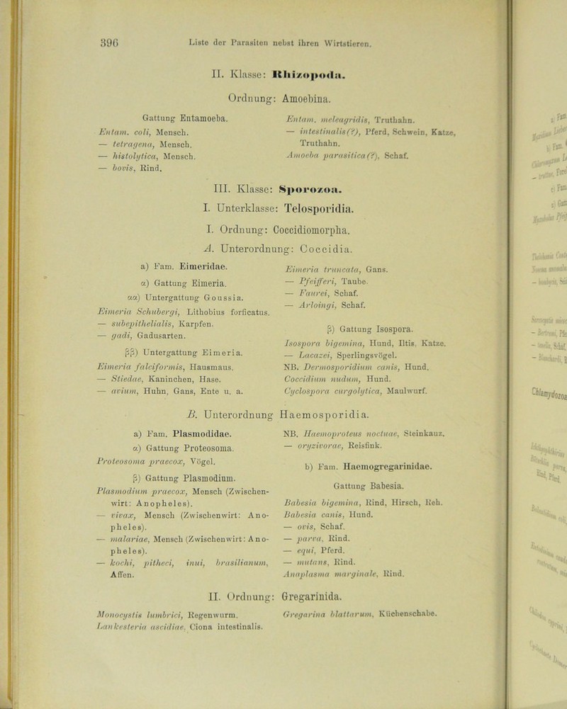 11. Klasse: ICIii/.opodH. Ordnung: Amoebina. Gattung Entamoeba. Entam. coli, Mensch. — tetragena, Mensch. — histolytica, Mensch. — bovis, Kind. Entam. meleagridis, Truthahn. — intestinalis(?), Pferd. Schwein, Katze, Truthahn. Amoeba parasitica(?), Schaf. III. Klasse: Sporozosi. I. Unterklasse: Telosporidia. I. Ordnung: Coccidiomorplia. A. Unterordnung: Coccidia. a) Fam. Eimeridae. a) Gattung Eimeria. aa) Untergattung Goussia. Eimeria Schubergi, Litbobius forficatus. — subepithelialis, Karpfen. — gadi, Gadusarten. ßß) Untergattung Eimeria. Eimeria falciformis, Hausmaus. — Stiedae, Kanineben, Hase. — avium, Hubn, Gans, Ente u. a. B. Unterordnung a) Fam. Plasmodidae. a) Gattung Proteosoma. Froteosoma praecox, Vögel. ß) Gattung Plasmodium. Plasmodium praecox, Mensch (Zwischen- wirt: Anopheles). - vivax, Mensch (Zwischenwirt: Ano- pheles). — malariae, Mensch (Zwischenwirt: Ano- pheles). — Icochi, pitheci, inui, brasilianum, Affen. II. Ordnung: Monocystis lumbrici, Kegenwurm. Lankesteria ascidiae. Ciona intestinalis. Eimeria truncata, Gans. — Pfeifferi, Taube. — Faurei, Schaf. — Arloingi, Schaf. ß) Gattung Isospora. Isospora bigemina, Hund, Iltis. Katze. — Lacazei, Sperlingsvögel. NB. Dermosporidium canis, Hund. Coccidium nudum, Hund. Cyclospora curgolytica, Maulwurf. Haemosporidi a. NB. Haemoproteus noctuae, Steinkauz. — oryzivorac, Reisfink. b) Fam. Haemogregarinidae. Gattung Babesia. Babesia bigemina, Kind, Hirsch, Keh. Babesia canis, Hund. — ovis, Schaf. — parva, Kind. — equi, Pferd. — mutans, Kind. Anaplasma marginale. Kind. Gregarinida. Gregarina blattarum, Küchenschabe.