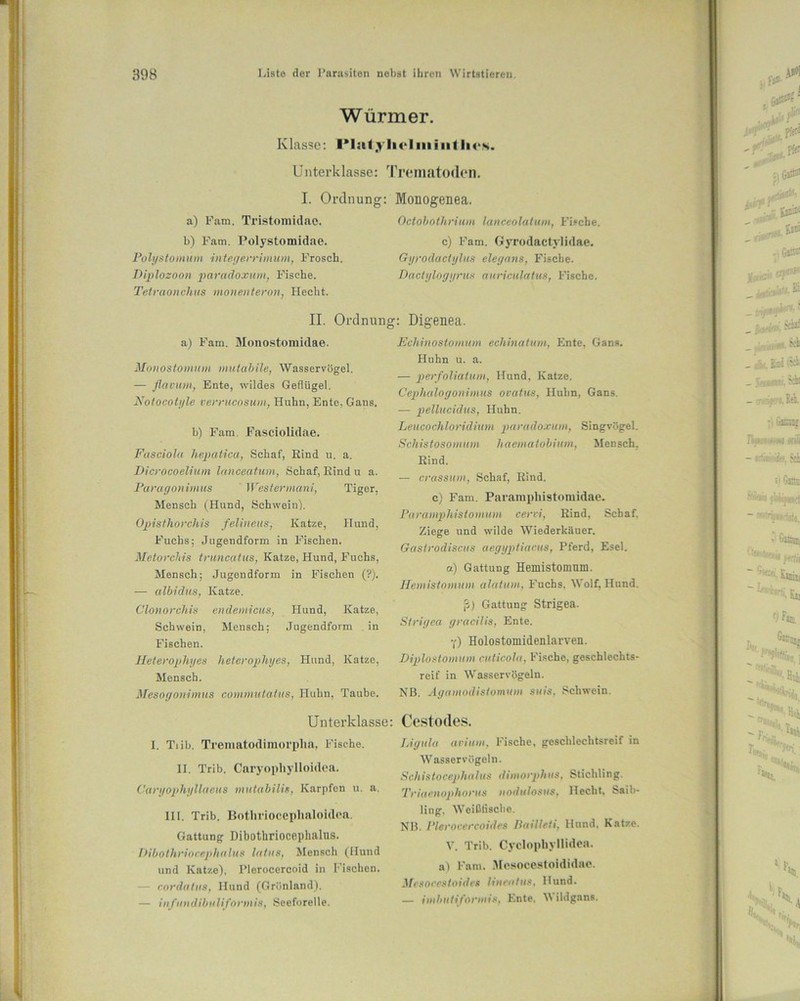 Würmer. Klasse: PlatyliHiiiiiitlios. Unterklasse: Trematoden. I. Ordnung: Monogenea. a) Farn, Tristomidao. b) Farn. Polystomidae. Polystomum integerrimum, Frosch. Diplozoon paradoxum, Fische. Tetvaonchus monentetron, Hecht. Octobothriuin lanceolatum, Fische. c) Fam. Gyrodactylidae. Gyrodactylus eleyans, Fische. Dactylogyrus auriculatus, Fische. II. Ordnung a) Fam. Monostomidae. Honostomum mutabile, Wasservögel. — flavum, Ente, wildes Geflügel. Notoootyle verrucosum, Huhn, Ente, Gans. b) Fam. Fasciolidae. Fasaioln hepatica, Schaf, Rind u. a. Dicrocoelium lanceatum, Schaf, Rind u a. Paragonimus Westermani, Tiger, Mensch (Hund, Schwein). Opisthorchis felineus, Katze, Hund, Fuchs: Jugendform in Fischen. Metorchis truncatus, Katze, Hund, Fuchs, Mensch: Jugendform in Fischen (?). — albidus, Katze. Clonorchis endemicus, Hund, Katze, Schwein, Mensch; Jugendform in Fischen. Ileterophyes heterophyes, Hund, Katze, Mensch. Mesogonimus commutalus, Huhn, Taube. Unterklasse: I. Tiib. Trematodimoi'pha, Fische. II. Trib. Caryopliylloidea. Caryophyllaeus mutabilie, Karpfen u. a. III. Trib. Bothrioceplialoidea. Gattung Dibothriocephalns. Dibothriocephalus latus, Mensch (Hund und Katze), Plerocercoid in Fischen. rordatus, Hund (Grönland). — infundibnlifovmis, Seeforelle. : Digenea. Echinostotnum echinalum, Ente, Gans. Huhn u. a. — perfoliatum, Hund, Katze. Cephalogonimus ovatus, Huhn, Gans. — pellucidus, Huhn. Leucochloridhim paradoxum, Singvögel. Schistosomum haemaiobitim, Mensch, Rind. — crassum, Schaf, Rind. c) Fam. Paramphistomidae. Paramphistomum cervi, Rind, Schaf. Ziege und wilde Wiederkäuer. Gaslrodiscus aegyptiacus, Pferd, Esel. a) Gattung Hemistomnm. Hemistomum alatuin, Fuchs, Wolf, Hund. ß) Gattung Strigea. Strigea gracilis, Ente. y) Holostomidenlarven. Diplostomum cuticola, Fische, geschlechts- reif in Wasservögeln. NB. Agcnnodislonutm suis, Schwein. Cestodes. Ltgula avium, Fische, geschlechtsreif in Wasser vögeln. Schistoceplialus dimorphus, Stichling. Triaenophorus uodulosus, Hecht, Saib- ling. Weißfische. NB. Plerocercoidrs Bailleti, Hund. Katze. V. Trib. Cyclophyllidea. a) Fam. Mesocestoidida©. Mcsoccstoides linenftis, Hund. — imbutifoi'inis, Ente. W ildgans.