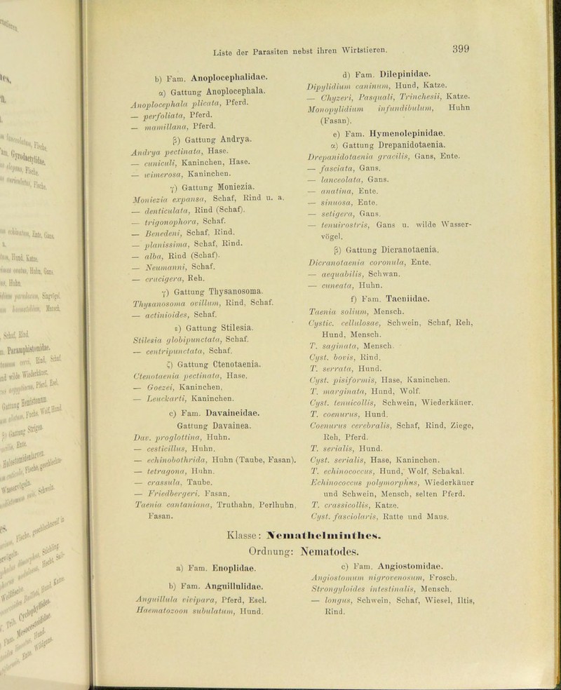 b) Fam. Anoplocephalidao. a) Gattung Anoplocepliala. Anoplocephala plicata, Pferd. — perfoliata, Pferd. — mainillana, Pferd. ß) Gattung Andrya. Andrya pectinata, Hase. — cunictili, Kaninchen, Hase. — wimerosa, Kaninchen. •f) Gattung Moniezia. Moniezia expansa, Schaf, Kind u. a. — denticulata, Kind (Schaf). — trigonophora, Schaf. — Benedeni, Schaf. Kind. — planissima, Schaf, Rind. — alba, Rind (Schaf). — Neumanni, Schaf. — crucigera, Reh. ■() Gattung Thysanosoma. Thysanosoina ovillum, Rind, Schaf. — actinioides, Schaf. e) Gattung Stilesia. Stilesia globipunctata, Schaf. — centripunctata, Schaf. £) Gattung Ctenotaenia. Ctenotaenia pectinata, Hase. — Goezei, Kaninchen, — Leuckarti, Kaninchen. c) Fam. Davaineidae. Gattung Davainea. Dav. proglottina, Huhn. — cesticillus, Huhn. — echinobothrida, Huhn (Taube, Fasan). — tetragona, Huhn. — crassula, Taube. — Friedbergeri. Fasan. Taenia cantaniana, Truthahn, Perlhuhn, Fasan. d) Fam. Dilepinidae. Dipglidium eaninum, Hund, Katze. — Chyzeri, Pasquali, Trinchesii, Katze. Monopylidium infundibulum, Huhn (Fasan). e) Fam. Hymenolepinidae. a) Gattung Drepanidotaenia. Drepanidotaenia gracilis, Gans, Ente. — fasciata, Gans. — lanceolata, Gans. — anatina, Ente. — sinuosa, Ente. — setigerci, Gans. — tenuirosfris, Gans u. wilde Wasser- vögel. ß) Gattung Dicranotaenia. Dicranotaenia coronula, Ente. — aequabilis, Schwan. — cuneata, Huhn. f) Fam. Tacniidae. Taenia soliurn, Mensch. Cystic. cellulosae, Schwein, Schaf, Reh, Plund, Mensch. T. sag in ata, Mensch. Cyst. bovis, Rind. T. serrata, Hund. Cyst. pisiformis, Hase, Kaninchen. T. marginata, Hund, Wolf. Cyst. tenuicollis, Schwein, Wiederkäuer. T. coenurus, Hund. Coenurits cerebralis, Schaf, Rind. Ziege, Reh, Pferd. T. serialis, Hund. Cyst. serialis, Hase, Kaninchen. T. echinococcus, Hund, Wolf, Schakal. Echinococcus polymorphns, Wiederkäuer und Schwein, Mensch, selten Pferd. T. crassicolüs, Katze. Cyst. fasciolaris, Ratte und Maus. Klasse: Nein Ordnung: a) Fam. Enoplidae. b) Fam. Anguillulidae. Anguillula vivipara, Pferd, Esel. Haematozoon subulatum, Hund. iitlieliiiiiitlieM. Nematodes. c) Fam. Angiostomidae. Angiostomum nigrovenosum, Frosch. Strongyloides intestinalis, Mensch. — longus, Schwein, Schaf, Wiesel, Iltis, Rind.