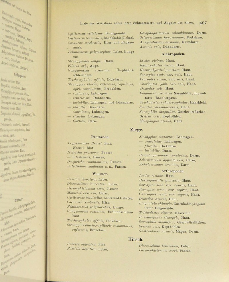 Cysticercus cellulosae, Bindegewebe. Cysticercus tenuicoUis, Bauchhöhle(Leber). Coenurus cerebralis, Hirn und Rücken- mark. Echinococcus polymorphus, Leber, Lunge etc. Strongyloides Ion gm, Darm. Filaria ocis, Auge. Gongylonema scutatum, Ösophagus- schleimhaut. Trichocephalus affinis, Dickdarm. Strongylus filaria, rufescens, capillaris, apri, commutatus, Bronchien. —- contortus, Labmagen. — ventricosus, Dünndarm. — instabilis, Labmagen und Dünndarm. — filicollis, Dünndarm. — convolutus, Labmagen. — cicorius, Labmagen. — Curticei, Darm. Oesophagostomum columbianum, Darm. SclerostOmum hypostomum, Dickdarm. Ankylostomum cernuum, Dünndarm. Ascaris ocis, Dünndarm. Arthropoden. Ixodes ricinus, Haut. lihipicephalus bursa, Haut. lluemophysalis punctata, Haut. Sarcoptes scab. var. ovis, Haut. Psoropies comm. var. ovis, Haut. Chorioptes syntb. var. ovis, Haut. Demodex ovis, Haut. Linguatula rhinaria, Nasenhöhle; Jugend- form: Bauchorgane. Trichodectes sphaerocephalus, Haarkleid. Simulia columbaczensis, Haut. Sarcophila magnifica, Geschwürsflächen. Oestrus ocis, Kopfhöhlen. Melophayus ovinits, Haut. Protozoen. Trypanosoma Brucei, Blut. — Evansi, Blut. Isotricha prostoma, Pansen. — intestinalis, Pansen. Dasytricha ruminantium, Pansen. Entodinium caudatum u. a., Pansen. Würmer. Fasciola hepatica, Leber. DicroeoeUum lanceatuin, Leber. Paramphistornum cervi, Pansen. Moniezia expansa, Darm. Cysticercus tenuicoUis, Leber und Gekröse. Coenurus cerebralis, Hirn. Echinococcus polymorphus, Lunge. Gongylonema scutatum, Schlundschleim- baut. Trichocephalus affinis, Dickdarm. Strongylus filaria,capillaris, commutatus, rufescens, Bronchien. Ziege. Strongylus contortus, Labmagen. — convolutus, Labmagen. — filicollis, Dickdarm. — instabilis, Darm. Oesophagostomum venulosum, Darm. Sclerostomum hypostomum, Darm. Ankylostomum cernuum, Darm. Arthropoden. Ixodes ricinus, Haut. lluemophysalis punctata, Haut. Sarcoptes scab. var. caprae, Haut. Psoroptes comm. var. caprae, Haut. Chorioptes symb. var. caprae, Haut. Demodex caprae, Haut. Linguatula rhinaria, Nasenhöhle; Jugend form: Eingeweide. Trichodectes clintax, Haarkleid. Jlaematopinus stenopsis, Haut. Sarcophila magnifica, Geschwürsflächen, Oestrus ovis, Kopf höhlen. Gastrophilus uasalis, Magen, Darm. Babesia biyemina, Blut. Fasciola hepatica, Leber. Hirsch. DicroeoeUum lanceatum, Leber. Paramphistornum cervi, Pansen.