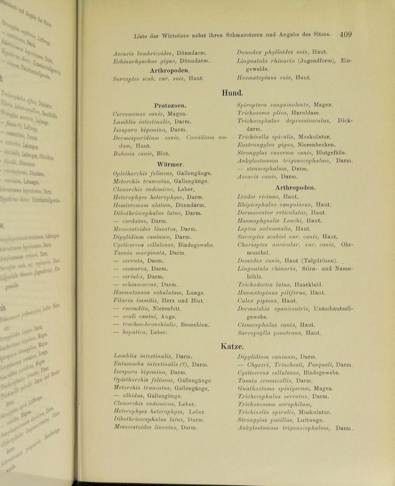 •W 8L Sn, H f'l'ltr T’it'lii, »t>4 Ascaris lumbricoides, Dünndarm. Eohinorhynchus gigas, Dünndarm. Arthropoden. Sarcoptes scab. vor. suis, Haut. Demodex phylloides suis, Haut. Linguatula rhinaria (Jugendform), Ein- geweide. Ilaernatopinus suis, Haut. Übungen -«'«».UWmJi.*, - Mollut, Dünndarm 1 ^rtw/orwu, Dunndum. ■oarohttiu, Labmagen. «ItmslMitwi ^putomm, Dim. 'Ivpin/f'/viin tlimiii, l nterhantzellge*ebe. ./nfloiHiiiit r Mim, bto' jlltlUN kjfWlO*®) IMIMI «mM*r1)a11’ uh rbiMM Eit & . kte Mi pH''1’ ‘ I Ai**#1 ‘ Niere etc- it**^ UH . Dann- iLalÖ1'1  ' „ Sa-'i»- M«* JM* im*1 IV--* , r^1' Ijtaf- ' nm®- . pjro „liJK1I' fJ|P pjrtf- Hund. Protozoen. Cercontonas canis, Magen. Lamblia intestinalis, Darm. Isospora bigemina, Darm. Dennosporidium canis, Qoccidium nu- dum, Haut. Babesia canis, Blut. Würmer. Opisthorchis felineus, Gallengänge. Metorchis truncatus, Gallengänge. Clonorchis endemicus, Leber. Heterophyes heterophyes, Darm. Hemistomum alatum, Dünndarm. Dibothriocephalus latus, Darm. — cordatus, Darm. Mesocestoides lineatus, Darm. Dipylidiuin caninum, Darm. Cysticercus cellulosae, Bindegewebe. Taenia marginata, Darm. — serrata, Darm. — coenurus, Darm. — serialis, Darm. — echinococcus, Darm. Jlaematozoon subulatum, Lunge. Filaria immitis, Herz und Blut. — recondita, Nierenfett. — oculi vanini, Auge. — tracheo-bronchialis, Bronchien. — hepatica, Leber. Lamblia intestinalis, Darm. Entamoeba intestinalis (?), Darm. Isospora bigemina, Darm. Opisthorchis felineus, Gallenglinge Metorchis truncatus, Gallengänge. — albidus, Gallengiingo. Clonorchis endemicus, Leber. Heterophyes heterophyes, Leber. Dibothricocephalus latus, Darm. Mesocestoides lineatus, Darm. Spiroptera sanguinolenta, Magen. Trichosoma plica, Harnblase. Trichocephalus depressiusculus, Dick- darm. Trichinella spiralis, Muskulatur. Eustrongylus gigas, Nierenbecken. Strongylus vasorum canis, Blutgefäße. Ankylostomum trigonocephalum, Darm. —- stenocephalum, Darm. Ascaris canis, Darm. Arthropoden. Ixodes ricinus, Haut. Rhipicephalus sanguineus, Haut. Dermacentor reticulatus, Haut. Haemophysalis Leachi, Haut. Leptus autumnalis, Haut. Sarcoptes scabiei var. canis, Haut. Chorioptes auricular. var. canis, Ohr- muschel. Demodex canis, Haut (Talgdrüsen). Linguatula rhinaria, Stirn- und Nasen- höhle. Trichodectes latus, Haarkleid. Ilaernatopinus piliferus, Haut. Culex pipieus, Haut. Dermatobia cyaniventris, Unterhautzell- gewebe. Ctenocephalus canis, Haut. Sarcopsylla penetrans, Haut. Katze. Dipylidiuin caninum, Darm. — Chyzeri, Trinchesii, Pasquali, Darm Cysticercus cellulosae, Bindegewebe. Taenia crassicollis, Darm. Gnatliostoma spinigerum, Magen. Trichocephalus serratus, Darm. Trichosomum aerophilum, Trichinella spiralis, Muskulatur. Strongylus pusillus, Luftwege. Ankylostomum trigonocephalum, Darm