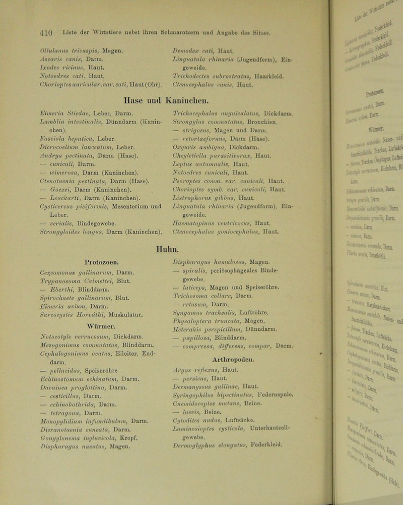 Ollulanus tricusjiis, Magen. Ascaris canis, Darm. Ixodes ricinus, Haut. Xotoedres cati, Haut. Chorioptesauricular.var. cati, Haut(Ohr). Hase und Eimeria Stiedae, Leber, Darm. Lamblia intestinalis, Dünndarm (Kanin- chen). Fasciola hepatica, Leber. Dicrocoelium lanceatum, Leber. Andrya pectinata, Darm (Hase). — cuniculi, Darm. — winterosa, Darm (Kaninchen). Ctenotaenia pectinata, Darm (Hase). — Goezei, Darm (Kaninchen). — Leuckarti, Darm (Kaninchen). Cysticercus pisiformis, Mesenterium und Leber. — serialis, Bindegewebe. Stronyyloides lonyus, Darm (Kaninchen). Lcmodex cati, Haut. Linguatula rhinariu (Jugendform), Kin- geweide. Trichodectes xubrostratm, Haarkleid. Ctenoceplialus canis, Haut. Caninchen. Trichocephalus unguiculatus, Dickdarm. Strongylus commutatus, Bronchien. — slrigosus, Magen und Darm. — retortaeformis, Darm (Hase). Oxyuris ambigua, Dickdarm. Cheyletiella purasitivorax, Haut. Leptus autumnalie, Haut. Xotoedres cuniculi, Haut. Psoroptes comm. var. cuniculi, Haut. Chorioptes synib. var. cuniculi, Haut. Listrophorus gibbus, Haut. Linguatula rhinariu (Jugendform), Ein- geweide. Haematopinus ventricocus, Haut. Ctenoceplialus goniocephalus, Haut. Huhn. Protozoen. Cet'comonas gallinarum, Darm. Trypanosoma Oalmettei, Blut. — Eberthi, Blinddarm. Spirochaete gallinarum, Blut. Eimeria avium, Darm. Sarcocystis Horvdthi, Muskulatur. Würmer. Xolocotyle verrucosum, Dickdarm. Mesogonimus commutatus, Blinddarm. Cephalogonimus ovatus, Eileiter, End- darm. — pellucidus, Speiseröhre Echinostomum echinatum, Darm. Davainea proglottina, Darm. — cesticillus, Darm. — echinobothrida, Darm. — tetragona, Darm. Monopylidium infundibulum, Darm. Dicranotaenia cuneata, Darm. Gongylonema ingluvicola, Kropf. Dispharagus nasutus, Magen. Dispharagus hamulosus, Magen. — spiralis, periüsophageales Binde- gewebe. — laticeps, Magen und Speiseröhre. Trichosoma collare, Darm. — retusum, Darm. Syngamus trachealis, Luftröhre. Physaloptera truncata, Magen. Heterakis perspicillum, Dünndarm. — papillosa, Blinddarm. — compressa, differens, compar, Darm. Arthropoden. Argus reßexus, Haut. — persicus, Haut. Dcrmanyssus gallinae, Haut. Syringophilus bipectinatus, Federnspule. Cnemidocoptes mutans, Beine. — laevis, Beine. Cytodites nudus, Luftsäcke. Laminosioptes cysticola, Unterhautzell- gewebe. Dcrmoglyphus elongatus, 1- ederkleid.