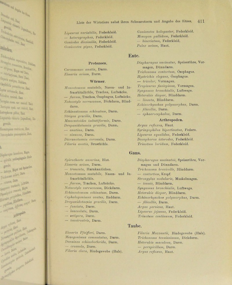 Lipeurus variabilis, Federkleid. — heterographus, Federkleid. Goniodes dissimilis, Federkleid. Goniocotes gigas, Federkleid. Goniocotes hologaster, Federkleid. Mtnopon pallidum, Federkleid. -— biseriatum, Federkleid. Pulex avium, Haut. Protozoen. Cerconionas anatis, Darm. Eimeria avium, Darm. Würmer. Monostomum mutabile, Nasen- und In- fraorbitalhöhle, Trachea, Luftsäcke. — flavum, Trachea, Ösophagus, Luftsäcke. Xotocotgle verrucosum, Dickdarm, Blind- darm. EcKinostomum echinatum, Darm. Sirigea gracilis, Darm. Mesocestoides imbütiformis, Darm. Drepanidotaenia gracilis, Darm, — anatina, Darm. — sinuosa, Darm. Dicranotaenia coronula, Darm. Filaria anatis, Brusthöhle. Ente. Dispharagus uncinatus, Speiseröhre, Vor- magen, Dünndarm. Trichosoma contortum, Ösophagus. Hystrichis elegans, Ösophagus. — tricolor, Vormagen. Tropisurus flssispinus, Vormagen. Syngamus bronchialis, Luftwege. Heterakis dispar, Blinddarm. — lineata, Blinddarm. Echinorhynchus pohjmorphus, Darm. — filicoMis, Darm. — sphaerocephalus, Darm. Arthropoden. Argas reflexus, Haut. Syringophilus bipectinatus, Federn. Lipeurus squalidus, Federkleid. Docophorus icterodes, Federkleid. Trinotum luridum, Federkleid. Spirochaete anserina, Blut. Eimeria avium, Darm. — truncata, Harnkanälchen. Monostomum mutabile, Nasen- und In- fraorbitalhöhle. — flavum, Trachea, Luftsäcke. Xotocotgle verrucosum, Dickdarm. Echinostomum echinatum, Darm. Cephalogonimus ovatus, Enddarm. Drepanidotaenia gracilis, Darm. — fasciata, Darm. — lanceolata, Darm. — seligem, Darm. — tenuirostris, Darm. Eimeria Pfeifferi, Darm. Mesogonimus commutatus, Darm. Davainea echinobothrida, Darm. — crassula, Darm. Filaria clava, Bindegewebe (Hals). Dispharagus uncinatus, Speiseröhre, Vor- magen und Dünndarm. Trichosoma brevicolle, Blinddarm. — contortum, Kropf. Strongglus nodularis, Muskelmagen. — ienuis, Blinddarm. Syngamus bronchialis, Luftwege. Heteralcis dispar, Blinddarm. Echinorhynchus polymorphus, Darm. — filicollis, Darm. Argus persicus, Haut. Lipeurus jejunus, Federkleid. Trinotum continuum, Federkleid. Taube. Filaria Mazzantii, Bindegewebe (Hals). Trichosoma tenuissimum, Dickdarm. Heterakis maculosa, Darm. — perspicillum, Darm. Argas reflexus, Haut.