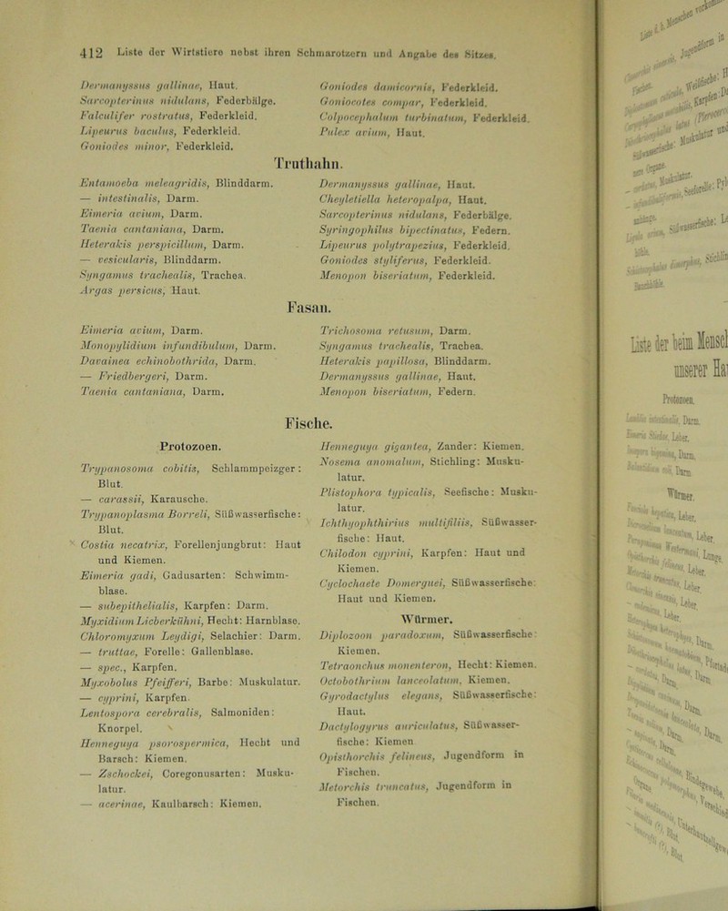 Dermanyssus gallinae, Haut. Sarcopterinus nidulans, Fedorbiilge. Falculifer rostratus, Federkleid. Lipeurns baculus, Federkleid. Goniodes minor, Federkleid. Goniodes danticornis, Federkleid. Goniocotes compar, Federkleid. Colpocephalum turbinatum, Federkleid Pulex avium, Haut. Truthahn. Entamoeba meleagridis, Blinddarm. — intestinalis, Darm. Eimeria avium, Darm. Taenia cantaniana, Darm. Heterakis perspicillum, Darm. — vesicularis, Blinddarm. Syngamus trachealis, Trachea. Argas persicus, Haut. Dermanyssus vjallinae, Haut. Cheyletiella heteropalpa, Haut. Sarcopterinus nidulans, Federbälge. Syringophilus bipectinatus, Federn. Lipeurus polytrapezius, Federkleid. Goniodes sti/Uferus, Federkleid. Menopon biseriatum, Federkleid. Fasan. Eimeria avium, Darm. Monopylidium infundibulum, Darm. Davainea echinobothrida, Darm. — Friedbergeri, Darm. Taenia cantaniana, Darm. Trichosoma retusum, Darrn. Si/ngamus trachealis, Trachea. Heterakis papillosa, Blinddarm. Dermanyssus gallinae, Haut. Menopon biseriatum, Federn. Fische. Protozoen. Trypanosoma cobitis, Schlammpeizger: Blut. — carassii, Karausche. Trypanoplasma Borreli, Süßwasserfische: Blut. Costia necatrix, Forellenjungbrut: Haut und Kiemen. Eimeria gadi, Gadusarten: Schwimm- blase. — subepithelialis, Karpfen: Darm. MyxidiumLicberkiihni, Hecht: Harnblase. Chloromyxum Leydigi, Selachier: Darm. — truttae, Forelle: Gallenblase. — spec., Karpfen. Myxvbolus Pfeifferi, Barbe: Muskulatur. — cyprini, Karpfen. Lentospora cerebralis, Salmoniden: Knorpel. ' Ilcnneguya psorospermica, Hecht und Barsch: Kiemen. — Zschockei, Coregonusarten: Musku- latur. — acerinae, Kaulbarsch: Kiemen. Henneguya gigantea, Zander: Kiemen. Nosema anomalem, Stichling: Musku- latur. Plistophora typicalis, Seefische: Musku- latur. Ichthyophthirius multifiliis, Süßwasser- fische: Haut. Chilodon cyprini, Karpfen: Haut und Kiemen. Cyclochaete Domerguei, Süßwasserfische Haut und Kiemen. Würmer. Diplozoon paradoxem, Süßwasserfische Kiemen. Tetraonchus monenteron, Hecht: Kiemen. Octobothrium lanceolatum. Kiemen. Gyrodactylus elegans, Süßwasserfische: Haut. Dactylogyrus auriculatus, Süßwasser- fische: Kiemen Opisthorchis felin euS, Jugendform in Fischen. Metorchis truncatus, Jugendform in Fischen.