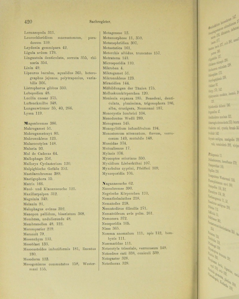 Lernaeopodn 311. Leucochloridium macrostomum, para- doxuni 159. Leydenia gommipara 42. Ligula avium 179. Linguatula denticulata, serrata 355, rlii- naria 354. Linin 49. Lipeurus baculus, squalidus 365, hetero- graphus jejunus, polytrapezius, varia- bilis 366. Listrophorus gibbus 350. Lobopodien 48. Lucilia caesar 375. Luftsackmilbe 348. Lungenwürmer 35, 40, 266. Lyssa 119. Jla genbremse 386. Makrogamet 51. Makrogametozyt 80. Makronukleus 123. Malacocotylea 148. Malaria 93. Mal de Caderas 64. Mallophaga 356. Mallorys Cyclasterium 120. Malpighische Gefäße 352. Mastdarmbremse 389. Mastigophora 55. Matrix 166. Maul- und Klauenseuche 121. Maxillarpalpen 312. Megninia 349. Melanin 91. Melophagus ovinus 392. Menopon pallidum, biseriatum 368. Membran, undulierende 48. Membranellen 48. 122. Meromyarier 219. Merozoit 79. Mesenchym 133. Mesoblast 133. Mesocestoides imbutiformis 181, lineatus 180. Mesoderm 133. Mesogonimus commutatns 158, Wester- in ani 155. Metagenese 12. Metamorphose 11, 359. Metane])hridien 307. Metastatica 161. Metorchis albidus, truncatus 157. Metraterm 143. Microsporidia 110. Mikroben 4. Mikrogamet 51. Mikronukleus 123. Mirazidien 144. Mißbildungen der Tänien 175. Molluskumkörperchen 120. Moniezia expansa 185, Benedeni, denti- culata, planissima, trigonophora 186, alba, crucigera, Neumanni 187. Monocystis lumbrici 104. Monodontus Wedli 289. Monogenea 145. Monopylidium infundibulum 194. Monostomum attenuatum, tlavum, verru- cosum 149, mutabile 148. Museidae 374. Mutualismus 17. Myiasis 376. Myocoptes sciurinus 350. Myxidium Lieberkiihni 107. Myxobolus cyprini, Pfeift'eri 109. Myxosporidia 1C6. Xaganaseucbe 62. Nasenbremse 390. Negrische Körperchen 120. Nemathelminthes 218. Nematodes 218. Nematodirus fiticollis 271. Nematoideum ovis pulm. 261. Nemocera 372. Neosporidia 105. Nisse 365. Nosema anomalum 111, apis 112, bom- bycis 111. Nosematidae 111. Notocotyle triseriale, verrucosum 149. Notoedres cati 338, cuniculi 339. Notogaster 328. Notothorax 328.