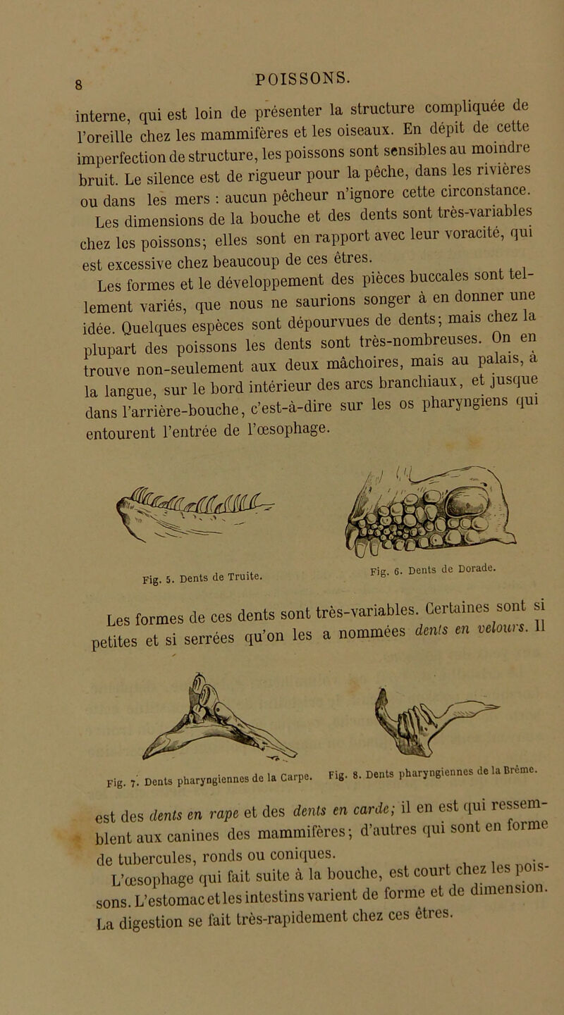 interne, qui est loin de présenter la structure compliquée de l’oreille chez les mammifères et les oiseaux. En dépit de cette imperfection de structure, les poissons sont sensibles au moindre bruit. Le silence est de rigueur pour la pêche, dans les rivières ou dans les mers : aucun pêcheur n’ignore cette circonstance. Les dimensions de la bouche et des dents sont tres-variables chez les poissons; elles sont en rapport avec leur voracité, qui est excessive chez beaucoup de ces èties. Les formes et le développement des pièces buccales sont tel- lement variés, que nous ne saurions songer à en donner une idée. Quelques espèces sont dépourvues de dents; mais chez la plupart des poissons les dents sont très-nombreuses, n en trouve non-seulement aux deux mâchoires, mais au palais, a la langue, sur le bord intérieur des arcs branchiaux, et jusque dans l’arrière-bouche, c’est-à-dire sur les os pharyngiens qui entourent l’entrée de 1 œsophage. rMMJ^ Fig. 5. Dents de Truite. Fig. 6- Dents de Dorade. formes de ces dents sont très-variables. Certaines sont et si serrées qu’on les a nommées dents en velows. si 11 Fig. 7. Dents pharyngiennes de la Carpe. est des dents en râpe et des dents en carde; il en est qui ressem- blent aux canines des mammifères; d’autres qui sont en forme de tubercules, ronds ou coniques. L’œsophage qui fait suite à la bouche, est court chez les pois- sons. L’estomac et les intestins varient de forme et de dimension. La digestion se fait très-rapidement chez ces êtres.