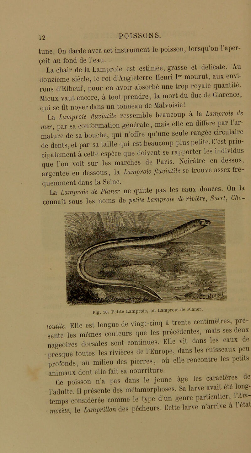 tune. On darde avec cet instrument le poisson, lorsqu’on l’aper- çoit au fond de l’eau. La chair de la Lamproie est estimée, grasse et délicate. Au douzième siècle, le roi d’Angleterre Henri I mourut, aux envi- rons d’Elbeuf, pour en avoir absorbé une trop royale quantité. Mieux vaut encore, à tout prendre, la mort du duc de Glarence, qui se fit noyer dans un tonneau de Malvoisie 1 La Lamproie fluviatile ressemble beaucoup à la Lamproie> de mer, par sa conformation générale; mais elle en diffère par 1 ar- mature de sa bouche, qui n’offre qu’une seule rangée circulaire de dents, et par sa taille qui est beaucoup plus petite. C’est prin- cipalement à cette espèce que doivent se rapporter les individus que l’on voit sur les marchés de Paris. Noirâtre en dessus, argentée en dessous, la Lamproie fluviatile se trouve assez fré- quemment dans la Seine. La Lamproie de Planer ne quitte pas les eaux douces. On la connaît sous les noms de petite Lamproie de rivière, Sucet, Cha- Fig. 10. Petite Lamproie, ou Lamproie de Planer. touille. Elle est longue de vingt-cinq à trente centime i es, pré- sente les mêmes couleurs que les précédentes, mais ses deux nageoires dorsales sont continues. Elle vit dans les eaux de presque toutes les rivières de l’Europe, dans les ruisseaux peu profonds, au milieu des pierres, où elle rencontre les petits animaux dont elle lait sa nourriture. > Ce poisson n’a pas dans le jeune âge les caractères de l’adulte. Il présente des métamorphoses. Sa larve avait ete long- temps considérée comme le type d’un genre particulier, m