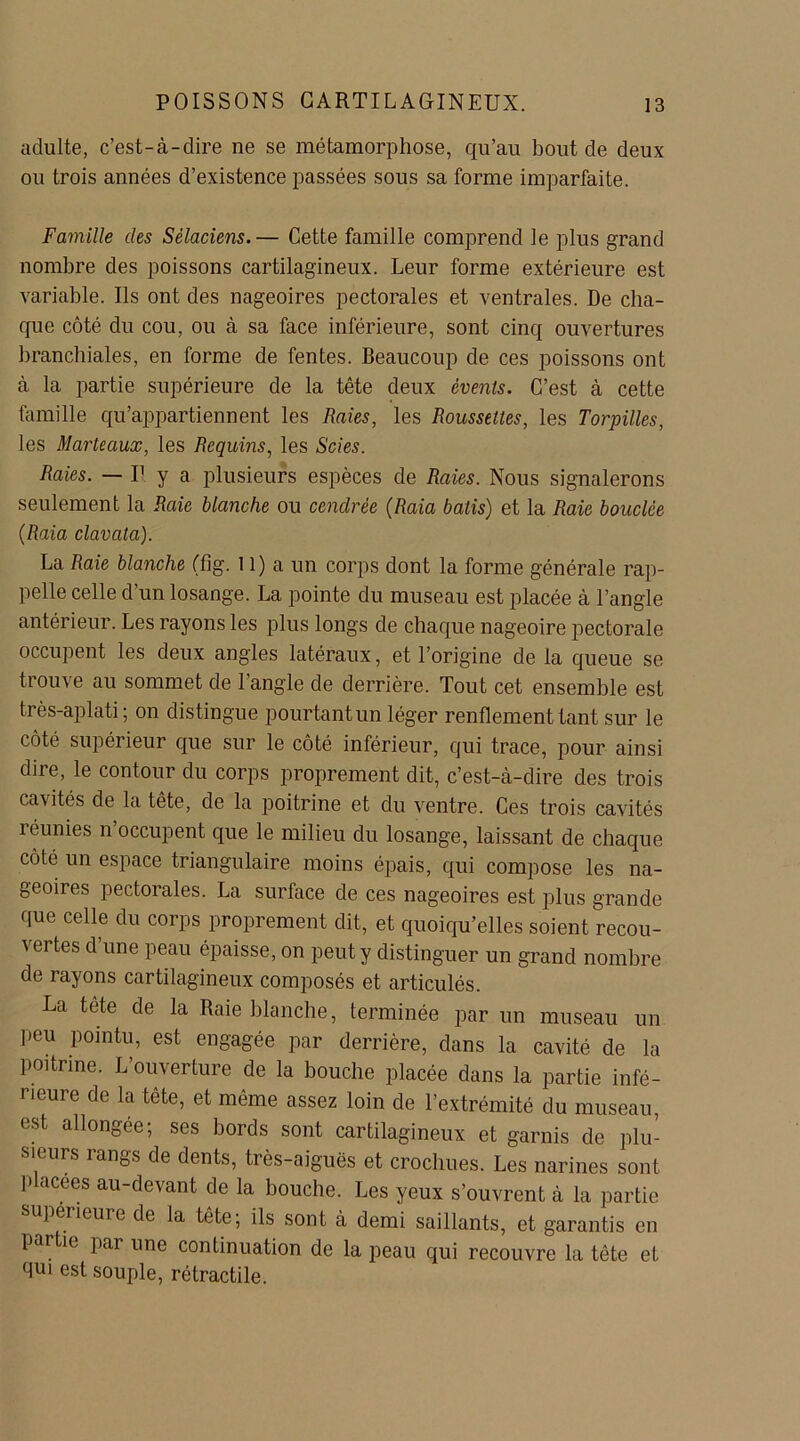 adulte, c’est-à-dire ne se métamorphose, qu’au bout de deux ou trois années d’existence passées sous sa forme imparfaite. Famille des Sélaciens.— Cette famille comprend le plus grand nombre des poissons cartilagineux. Leur forme extérieure est variable. Ils ont des nageoires pectorales et ventrales. De cha- que côté du cou, ou à sa face inférieure, sont cinq ouvertures branchiales, en forme de fentes. Beaucoup de ces poissons ont à la partie supérieure de la tête deux évents. C’est à cette famille qu’appartiennent les Raies, les Roussettes, les Torpilles, les Marteaux, les Requins, les Scies. Raies. — I1 y a plusieurs espèces de Raies. Nous signalerons seulement la Raie blanche ou cendrée (Raia bâtis) et la Raie bouclée (Raia clavata). La Raie blanche (fig. 11) a un corps dont la forme générale rap- pelle celle d’un losange. La pointe du museau est placée à l’angle antérieur. Les rayons les plus longs de chaque nageoire pectorale occupent les deux angles latéraux, et l’origine de la queue se trouve au sommet de l’angle de derrière. Tout cet ensemble est très-aplati; on distingue pourtantun léger renflement tant sur le côté supérieur que sur le côté inférieur, qui trace, pour ainsi dire, le contour du corps proprement dit, c’est-à-dire des trois cavités de la tête, de la poitrine et du ventre. Ces trois cavités îéunies n occupent que le milieu du losange, laissant de chaque côté un espace triangulaire moins épais, qui compose les na- geoires pectorales. La surface de ces nageoires est plus grande que celle du corps proprement dit, et quoiqu’elles soient recou- vertes d’une peau épaisse, on peut y distinguer un grand nombre de rayons cartilagineux composés et articulés. La tête de la Raie blanche, terminée par un museau un lieu pointu, est engagée par derrière, dans la cavité de la poitrine. L’ouverture de la bouche placée dans la partie infé- rieure de la tête, et même assez loin de l’extrémité du museau, est allongée; ses bords sont cartilagineux et garnis de plu- sieurs rangs de dents, très-aiguës et crochues. Les narines sont placées au-devant de la bouche. Les yeux s’ouvrent à la partie supérieure de la tête; ils sont à demi saillants, et garantis en par ie par une continuation de la peau qui recouvre la tête et qui est souple, rétractile.