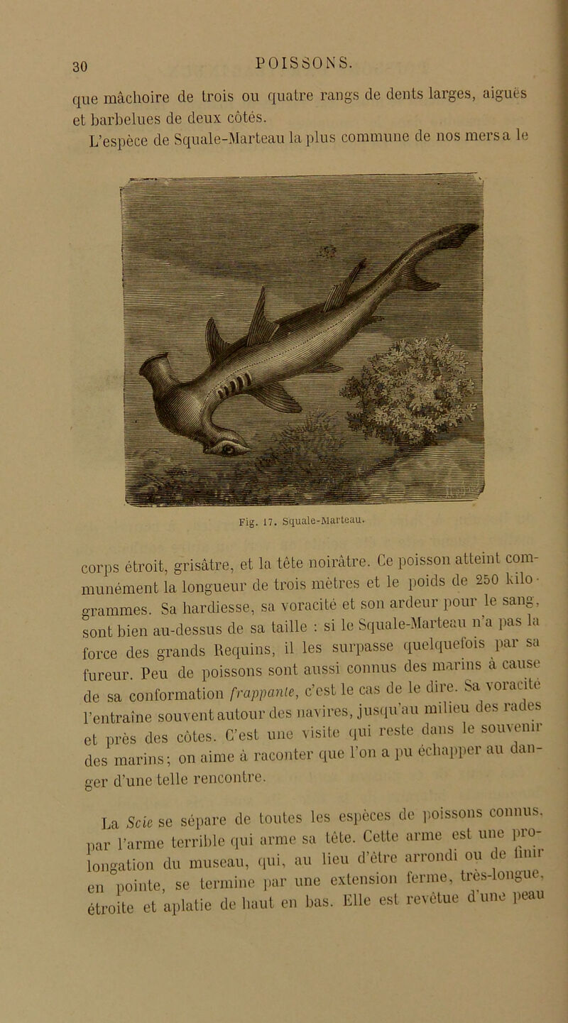 que mâchoire de trois ou quatre rangs de dents larges, aiguës et barbelues de deux côtés. L'espèce de Squale-Marteau la plus commune de nos meisa le Fig. 17. Squale-Marteau. corps étroit, grisâtre, et la tête noirâtre. Ce poisson atteint com- munément la longueur de trois mètres et le poids de 250 kilo- grammes. Sa hardiesse, sa voracité et son ardeur pour le sang, sont bien au-dessus de sa taille : si le Squale-Marteau n’a pas la force des grands Requins, il les surpasse quelquefois par sa fureur. Peu de poissons sont aussi connus des marins a cause de sa conformation frappante, c’est le cas de le dire. Sa voracité l’entraîne souvent autour des navires, jusqu au milieu des rai es et près des côtes. C’est une visite qui reste dans le souvenir des marins; on aime à raconter que l’on a pu échapper au dan- ger d’une telle rencontre. La Sck se sépare de toutes les espèces de poissons connus, nar Parme terrible qui arme sa tète. Cette arme est une pro- longation du museau, qui, au lieu d'être arrondi ou de Unir en pointe, se termine par une extension ferme, tres-longue, étroite et aplatie de liant en bas. Elle est revêtue d une peau