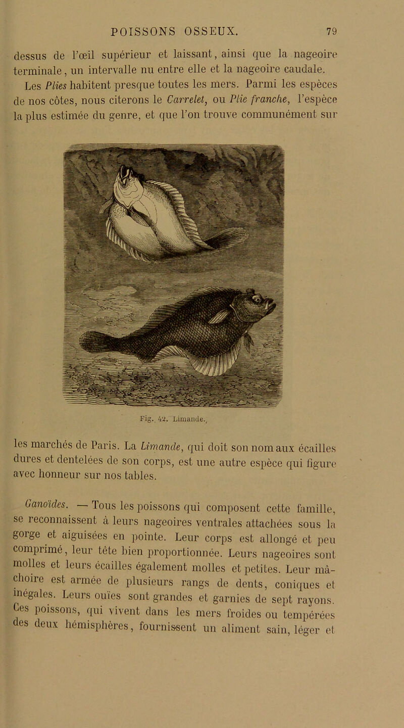 dessus de l’œil supérieur et laissant, ainsi que la nageoire terminale, un intervalle nu entre elle et la nageoire caudale. Les Plies habitent presque toutes les mers. Parmi les espèces de nos côtes, nous citerons le Carrelet, ou Plie franche, l’espèce la plus estimée du genre, et que l’on trouve communément sur Fig. 42. Limande., les marchés de Paris. La Limande, qui doit son nom aux écailles dui es et dentelées de son corps, est une autre espèce qui figure avec honneur sur nos tables. Candides. — Tous les poissons qui composent cette famille, se 1 econnaissent à leurs nageoires ventrales attachées sous la gorge et aiguisées en pointe. Leur corps est allongé et peu comprimé, leur tète bien proportionnée. Leurs nageoires sont molles et leurs écailles également molles et petites. Leur mâ- choire est armée de plusieurs rangs de dents, coniques et inégales. Leurs ouïes sont grandes et garnies de sept rayons. es l)0iss°ns, qui vivent dans les mers froides ou tempérées des deux hémisphères, fournissent un aliment sain, léger et