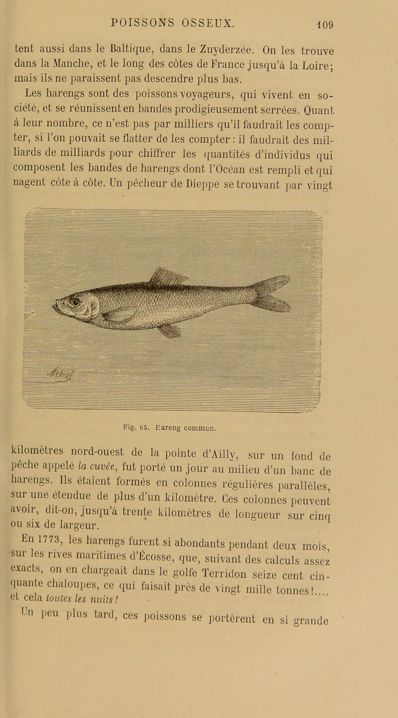 tent aussi dans le Baltique, dans le Zuyderzée. On les trouve dans la Manche, et le long des côtes de France jusqu’à la Loire; mais ils ne paraissent pas descendre plus bas. Les harengs sont des poissons voyageurs, qui vivent en so- ciété, et se réunissent en bandes prodigieusement serrées. Quant à leur nombre, ce n’est pas par milliers qu’il faudrait les comp- ter, si l’on pouvait se flatter de les compter : il faudrait des mil- liards de milliards pour chiffrer les quantités d’individus qui composent les bandes de harengs dont l’Océan est rempli et qui nagent côte à côte. Un pêcheur de Dieppe se trouvant par vingt kilomètres nord-ouest de la pointe d’Ailly, sur un fond de pêche appelé la cuvée, fut porté un jour au milieu d’un banc de harengs. Ils étaient formés en colonnes régulières parallèles, sur une étendue de plus d’un kilomètre. Ces colonnes peuvent avoir, dit-on, jusqu’à trente kilomètres de longueur sur cinq ou six de largeur. En 1773, les harengs furent si abondants pendant deux mois, sur les rives maritimes d’Ecosse, que, suivant des calculs assez exacts, on en chargeait dans le golfe Terridon seize cent cin- quante chaloupes, ce qui faisait près de vingt mille tonnes!.... et cela loules les nuits! En peu plus tard, ces poissons se portèrent en si grande