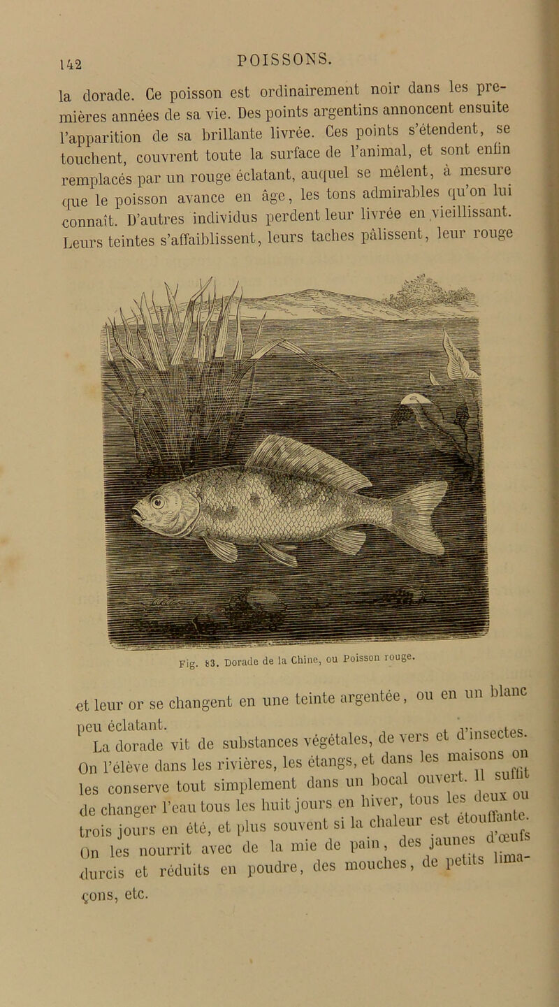 la dorade. Ce poisson est ordinairement noir dans les pre- mières années de sa vie. Des points argentins annoncent ensuite l’apparition de sa brillante livrée. Ces points s étendent, se touchent, couvrent toute la surface de l’animal, et sont enfin remplacés par un rouge éclatant, auquel se mêlent, à mesure que le poisson avance en âge, les tons admirables qu on lui connaît. D’autres individus perdent leur livrée en vieillissant. Leurs teintes s’affaiblissent, leurs taches pâlissent, leur rouge et leur or se changent en une teinte argentée, ou en un PeLédorade vit de substances végétales, de vers et d’insecte. On l’élève dans les rivières, les étangs, et dans les maison les conserve tout simplement dans un bocal ouvei . de changer l’eau tous les huit jours en hiver, tous 1« “ • trois jours en été, et plus souvent si la chaleur est étouffante On les nourrit avec de la mie de pain, des jaunes dc^fs durcis et réduits en poudre, des mouches, de petits lm çons, etc.