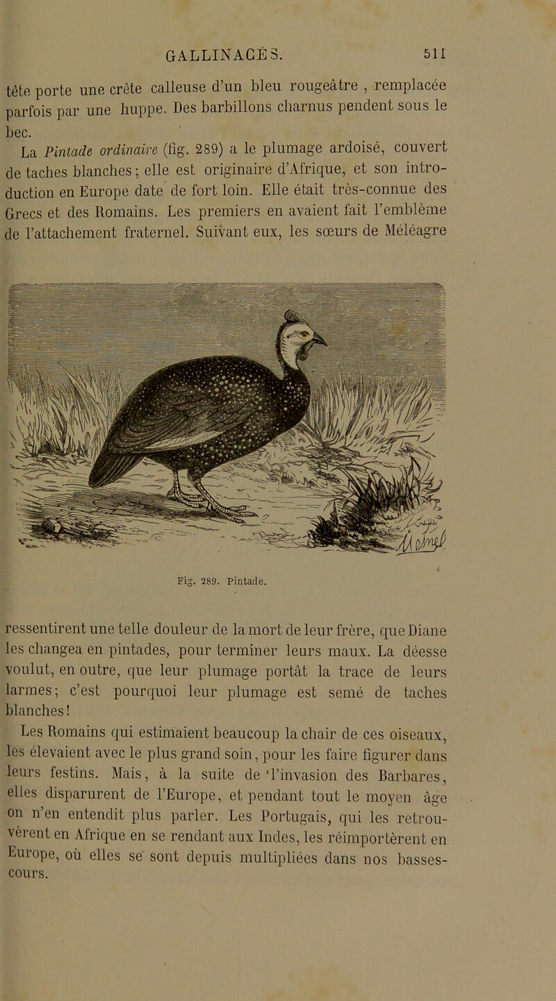 tète porte une crête calleuse d’un bleu rougeâtre , remplacée parfois par une huppe. Des barbillons charnus pendent sous le bec. La Pintade ordinaire (fig. 289) a le plumage ardoisé, couvert de taches blanches ; elle est originaire d’Afrique, et son intro- duction en Europe date de fort loin. Elle était très-connue des Grecs et des Romains. Les premiers en avaient fait l’emblème de l’attachement fraternel. Suivant eux, les sœurs de Méléagre I Fig. 289. Pintade. ressentirent une telle douleur de la mort de leur frère, que Diane les changea en pintades, pour terminer leurs maux. La déesse voulut, en outre, que leur plumage portât la trace de leurs larmes; c’est pourquoi leur plumage est semé de taches blanches ! Les Romains qui estimaient beaucoup la chair de ces oiseaux, les élevaient avec le plus grand soin, pour les faire figurer dans leurs festins. Mais, à la suite de ‘l’invasion des barbares, elles disparurent de l’Europe, et pendant tout le moyen âge on n’en entendit plus parler. Les Portugais, qui les retrou- vèrent en Afrique en se rendant aux Indes, les réimportèrent en Europe, où elles se sont depuis multipliées dans nos basses- cours.