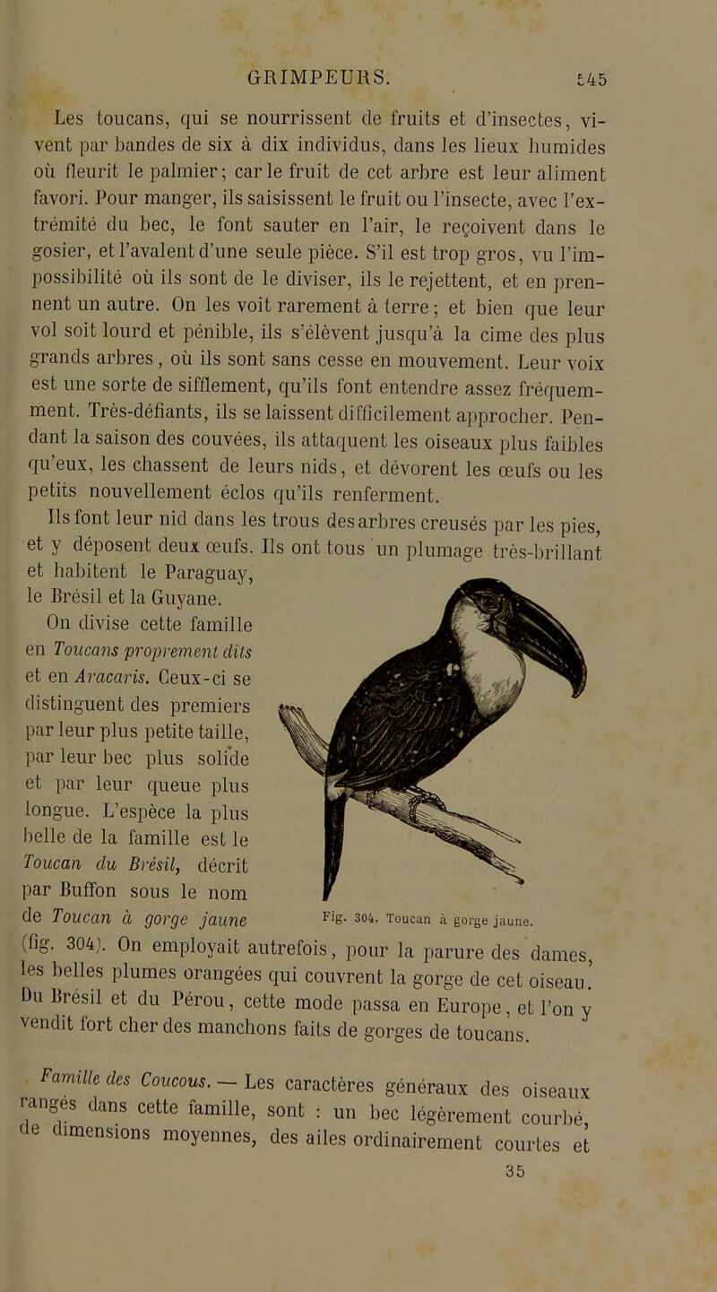 Les toucans, qui se nourrissent de fruits et d’insectes, vi- vent par bandes de six à dix individus, dans les lieux humides où fleurit le palmier; carie fruit de cet arbre est leur aliment favori. Pour manger, ils saisissent le fruit ou l’insecte, avec l’ex- trémité du bec, le font sauter en l’air, le reçoivent dans le gosier, et l’avalent d’une seule pièce. S’il est trop gros, vu l’im- possibilité où ils sont de le diviser, ils le rejettent, et en pren- nent un autre. On les voit rarement à terre ; et bien que leur vol soit lourd et pénible, ils s’élèvent jusqu’à la cime des plus grands arbres, où ils sont sans cesse en mouvement. Leur voix est une sorte de sifflement, qu’ils font entendre assez fréquem- ment. Très-défiants, ils se laissent difficilement approcher. Pen- dant la saison des couvées, ils attaquent les oiseaux plus faibles qu’eux, les chassent de leurs nids, et dévorent les œufs ou les petits nouvellement éclos qu’ils renferment. Ils font leur nid dans les trous des arbres creusés par les pies, et y déposent deux œufs. Ils ont tous un plumage très-brillant et habitent le Paraguay, le Brésil et la Guyane. On divise cette famille en Toucans proprement clils et en Aracaris. Ceux-ci se distinguent des premiers par leur plus petite taille, par leur bec plus solide et par leur queue plus longue. L’espèce la plus belle de la famille est le Toucan du Brésil, décrit par Buffon sous le nom de Toucan à gorge jaune FiS- 304. Toucan à gorge jaune. (fig. 304). On employait autrefois, pour la parure des dames, les belles plumes orangées qui couvrent la gorge de cet oiseau.5 Du Brésil et du Pérou, cette mode passa en Europe, et l’on y vendit fort cher des manchons faits de gorges de toucans. Famille des Coucous. — Les caractères généraux des oiseaux ranges dans cette famille, sont : un bec légèrement courbé, de dimensions moyennes, des ailes ordinairement courtes et 35