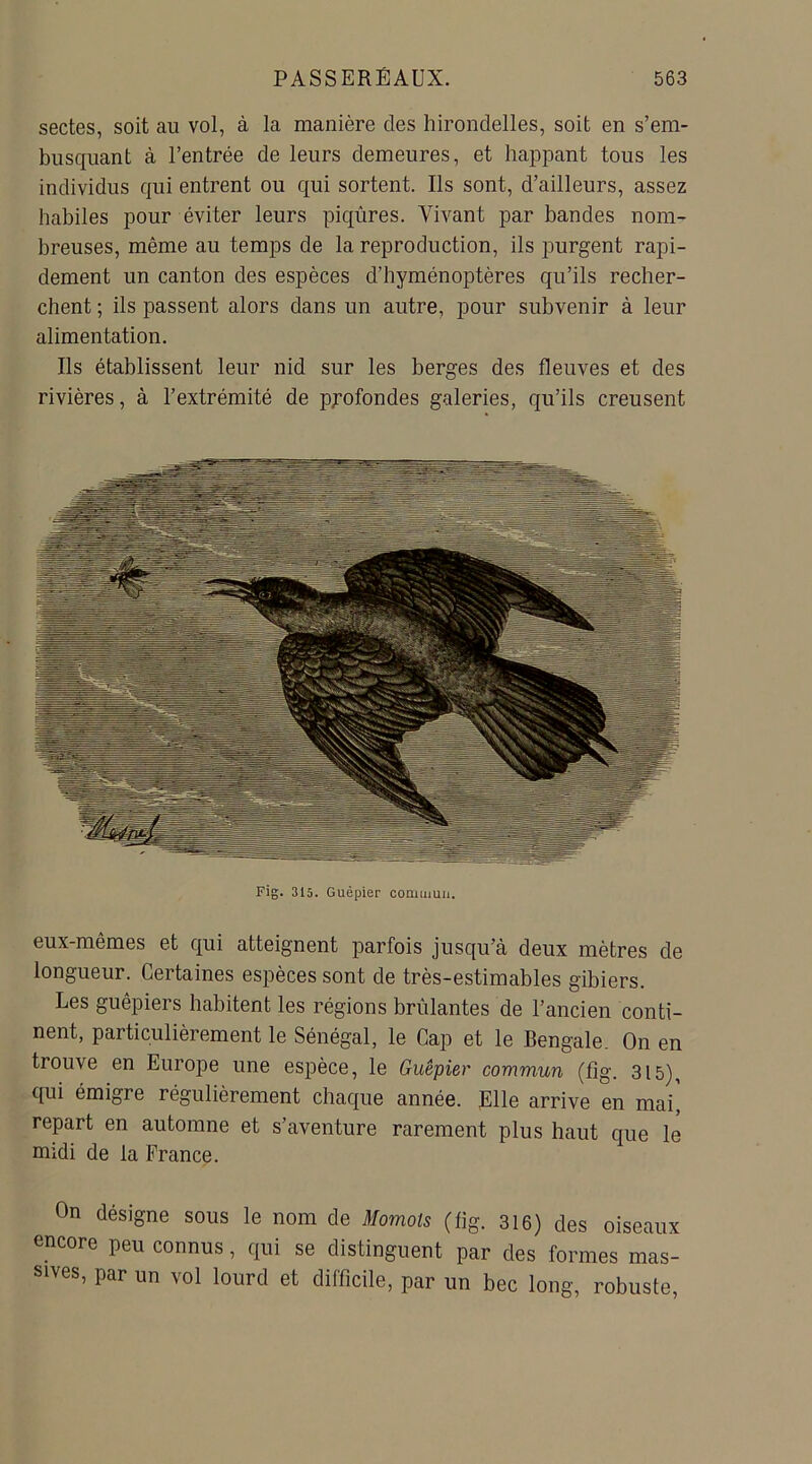 sectes, soit au vol, à la manière des hirondelles, soit en s’em- busquant à l’entrée de leurs demeures, et happant tous les individus qui entrent ou qui sortent. Us sont, d’ailleurs, assez habiles pour éviter leurs piqûres. Vivant par bandes nom- breuses, même au temps de la reproduction, ils purgent rapi- dement un canton des espèces d’hyménoptères qu’ils recher- chent ; ils passent alors dans un autre, pour subvenir à leur alimentation. Ils établissent leur nid sur les berges des fleuves et des rivières, à l’extrémité de profondes galeries, qu’ils creusent Fig. 315. Guêpier commun. eux-mêmes et qui atteignent parfois jusqu’à deux mètres de longueur. Certaines espèces sont de très-estimables gibiers. Les guêpiers habitent les régions brûlantes de l’ancien conti- nent, particulièrement le Sénégal, le Cap et le Bengale. On en trouve en Europe une espèce, le Guêpier commun (fig. 315), qui émigre régulièrement chaque année. Elle arrive en mai', repart en automne et s’aventure rarement plus haut que le midi de la France. On désigne sous le nom de Momols (fig. 316) des oiseaux ncore peu connus, qui se distinguent par des formes mas- sives, par un vol lourd et difficile, par un bec long, robuste,