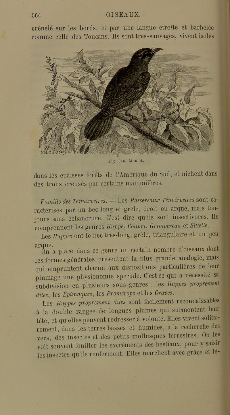 crénelé sur les bords, et par une langue étroite et barbelée comme celle des Toucans. Ils sont très-sauvages, vivent isolés 1 d J ■ 111 ■Ml #> (M mm Fig. 3i6. Momot. dans les épaisses forêts de T Amérique du Sud, et nichent dans des trous creusés par certains mammifères. Famille des Ténuiroslres. — Les Passereaux Ténuirostres sont ca- ractérisés par un bec long et grêle, droit ou arqué, mais tou- jours sans échancrure. C’est dire qu ils sont insectivores. Ils comprennent les genres Huppe, Colibri, Grimpereau et SUlclle. Les Huppes ont le bec très-long, grêle, triangulaire et un peu On a placé dans ce genre un certain nombre d’oiseaux dont les formes générales présentent la plus grande analogie, mais qui empruntent chacun aux dispositions particulières de leui plumage une physionomie spéciale. C’est ce qui a nécessité sa subdivision en plusieurs sous-genres : les Huppes proprement dites, les Épimaques, les Promérops et les Cravcs. Les Huppes proprement dites sont facilement reconnaissables à la double rangée de longues plumes qui surmontent leur tête, et qu’elles peuvent redresser à volonté. Elles vivent solitai- rement, dans les terres basses et humides, à la recherche des vers, des insectes et des petits mollusques terrestres. On les voit souvent fouiller les excréments des bestiaux, pour y saisir les insectes qu’ils renferment. Elles marchent avec grâce et lé-