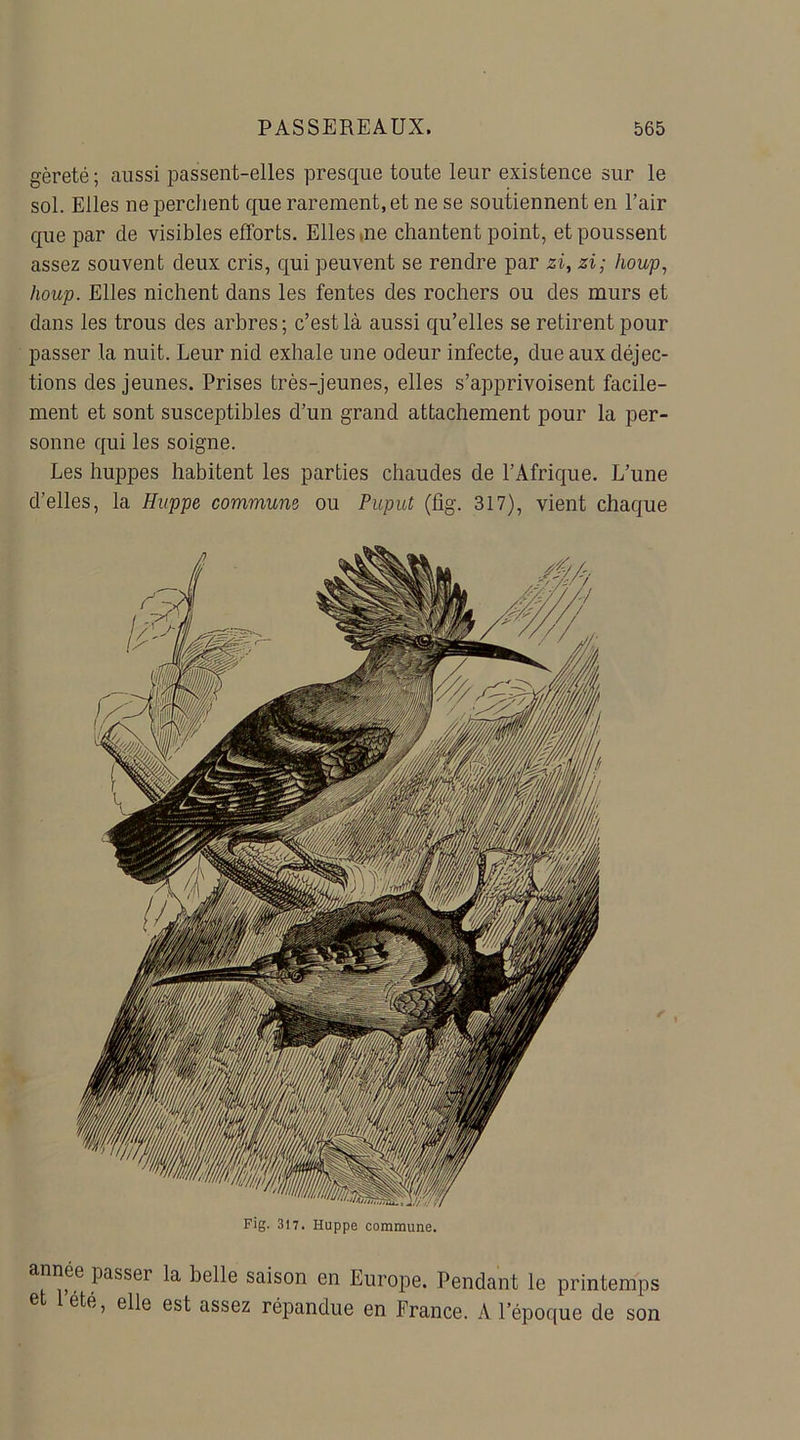 gèreté; aussi passent-elles presque toute leur existence sur le sol. Elles ne perchent que rarement, et ne se soutiennent en l’air que par de visibles efforts. Elles,ne chantent point, et poussent assez souvent deux cris, qui peuvent se rendre par zi, zi; houp, houp. Elles nichent dans les fentes des rochers ou des murs et dans les trous des arbres ; c’est là aussi qu’elles se retirent pour passer la nuit. Leur nid exhale une odeur infecte, due aux déjec- tions des jeunes. Prises très-jeunes, elles s’apprivoisent facile- ment et sont susceptibles d’un grand attachement pour la per- sonne qui les soigne. Les huppes habitent les parties chaudes de l’Afrique. L’une d’elles, la Huppe commune ou Puput (fig. 317), vient chaque a^fe ljasser la belle saison en Europe. Pendant le printemps e été, elle est assez répandue en France. A l’époque de son Fig. 317. Huppe commune.