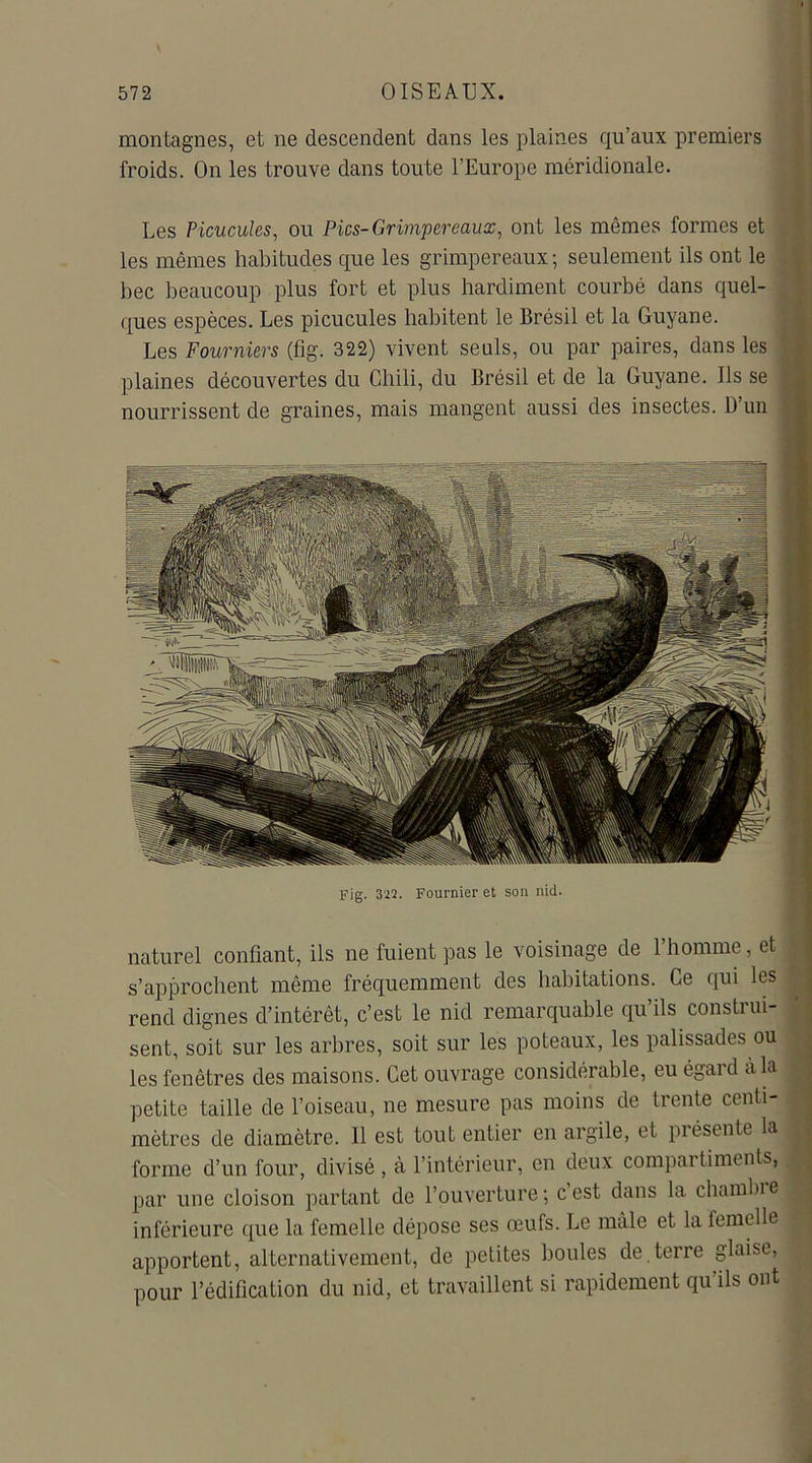 montagnes, et ne descendent dans les plaines qu’aux premiers froids. On les trouve dans toute l’Europe méridionale. Les Picuculcs, ou Pics-Grimpereaux, ont les mêmes formes et les mêmes habitudes que les grimpereaux; seulement ils ont le bec beaucoup plus fort et plus hardiment courbé dans quel- ques espèces. Les picucules habitent le Brésil et la Guyane. Les Fourniers (fig. 322) vivent seuls, ou par paires, dans les plaines découvertes du Chili, du Brésil et de la Guyane. Ils se nourrissent de graines, mais mangent aussi des insectes. D’un Fig. 322. Fournier et son nid. naturel confiant, ils ne fuient pas le voisinage de l’homme, et s’approchent même fréquemment des habitations. Ce qui les rend dignes d’intérêt, c’est le nid remarquable qu’ils construi- sent, soit sur les arbres, soit sur les poteaux, les palissades ou les fenêtres des maisons. Cet ouvrage considérable, eu égard à la petite taille de l’oiseau, ne mesure pas moins de trente centi- mètres de diamètre. Il est tout entier en argile, et présente la forme d’un four, divisé , à l’intérieur, en deux compaitimcnts, par une cloison partant de l’ouverture; cest dans la chambre inférieure que la femelle dépose ses œufs. Le mâle et la femelle apportent, alternativement, de petites boules de.terre glaise, pour l’édification du nid, et travaillent si rapidement qu’ils ont